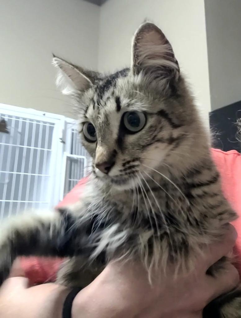 Enlarge Brooke, a Adoptable Domestic Short Hair in Huntsville, TX image 1/1