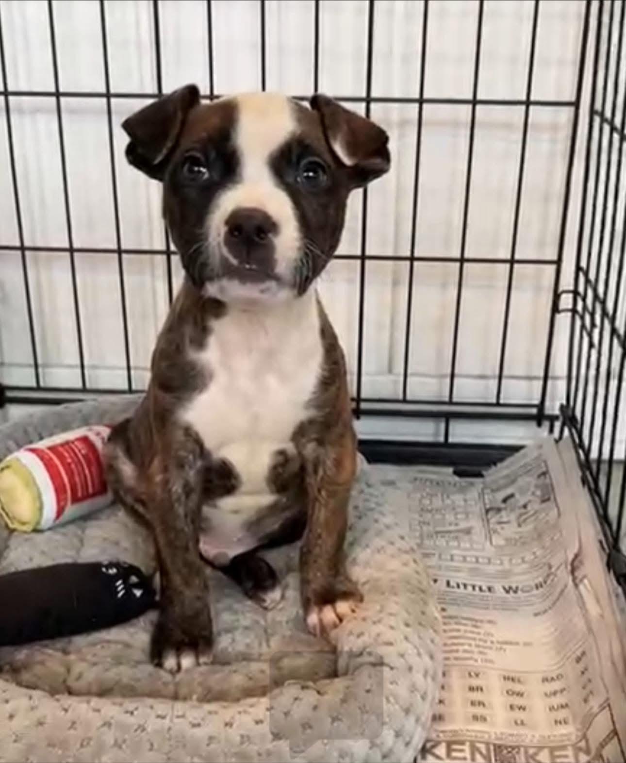 Terry, Adoptable, Puppy Male Boxer.