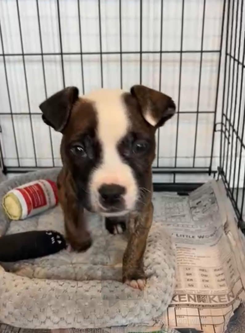 Terry, a Adoptable mixed breed in GLEN MILLS, PA image 2/2