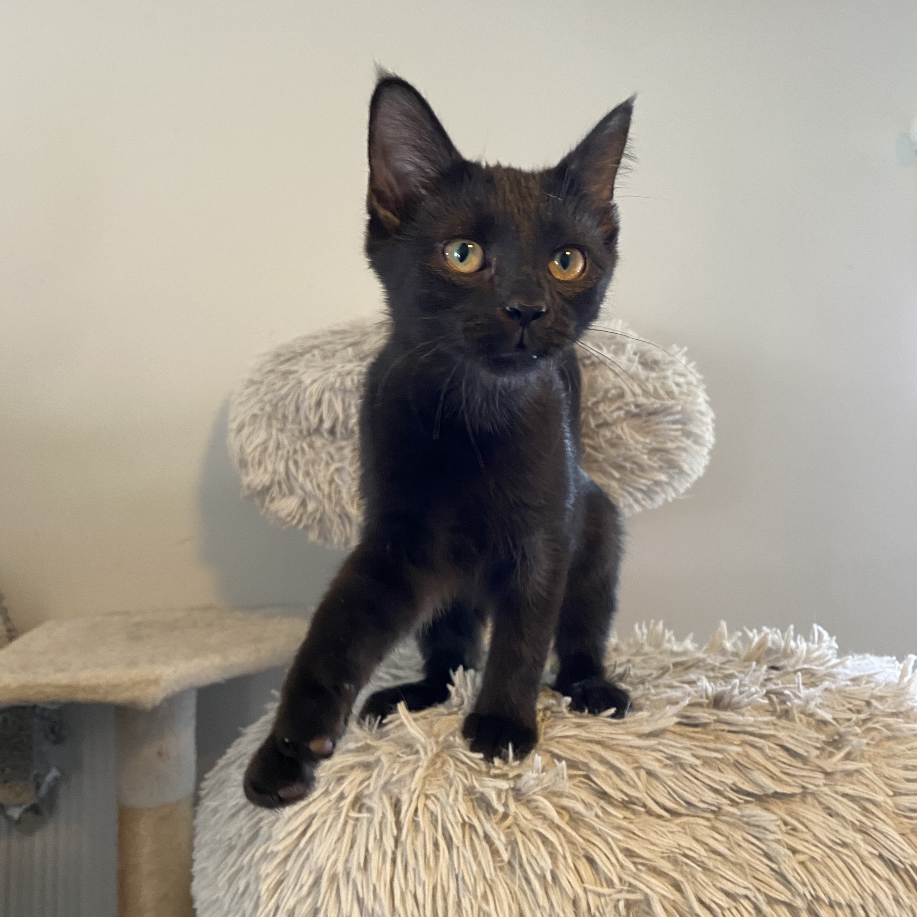 Cat for adoption Erica, a Domestic Short Hair in Royal Oak, MI