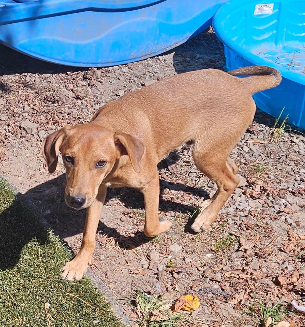 Enlarge Felix Funny, a Adoptable mixed breed in Woburn, MA image 5/6