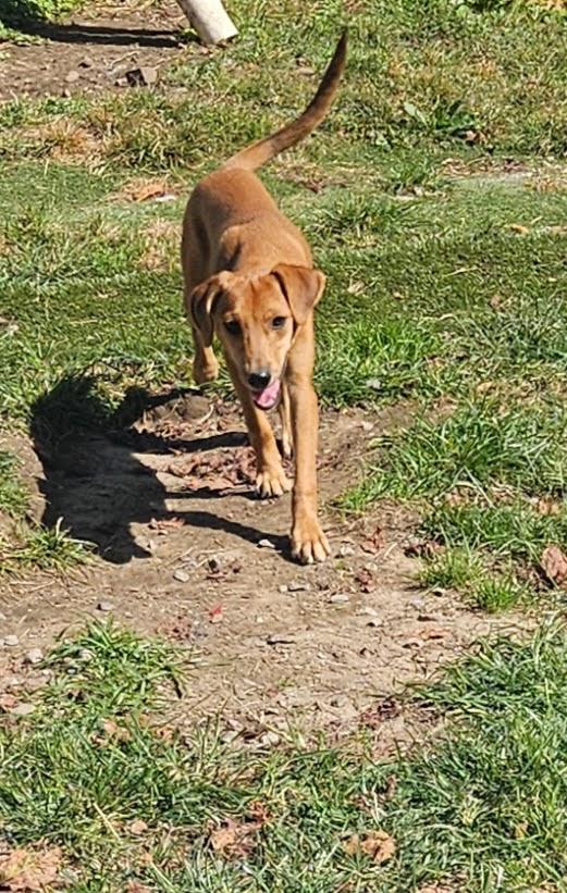 Enlarge Felix Funny, a Adoptable mixed breed in Woburn, MA image 3/6