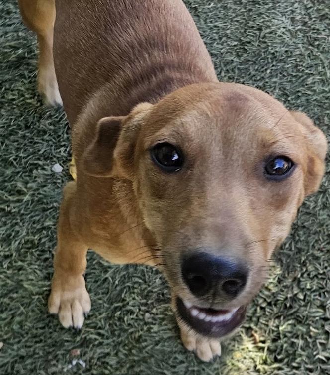 Enlarge Felix Funny, a Adoptable mixed breed in Woburn, MA image 1/6
