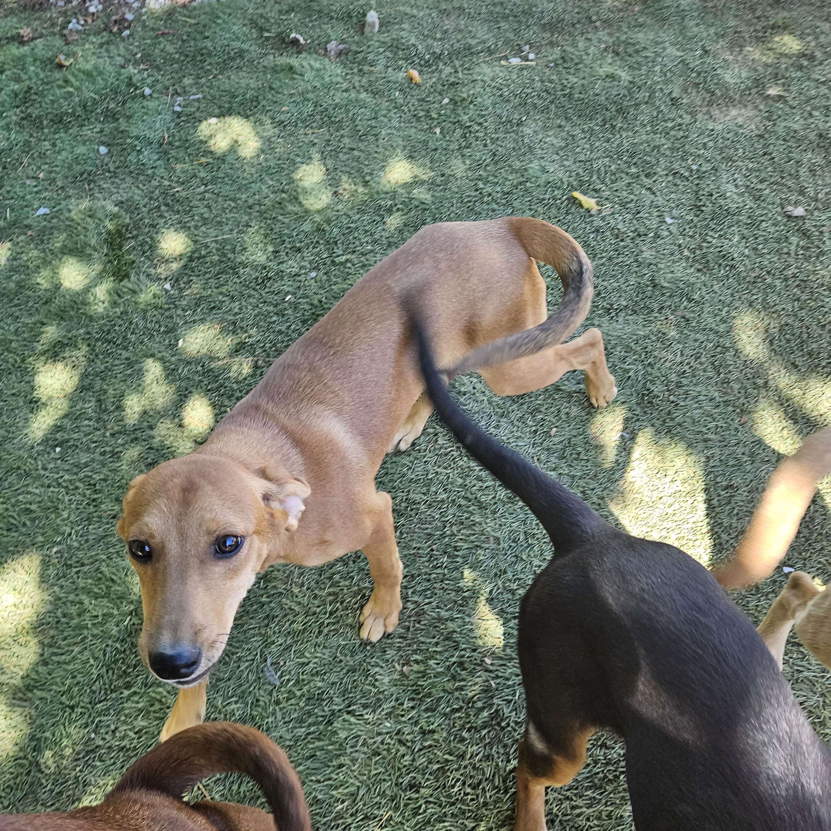 Enlarge Felix Funny, a Adoptable mixed breed in Woburn, MA image 6/6