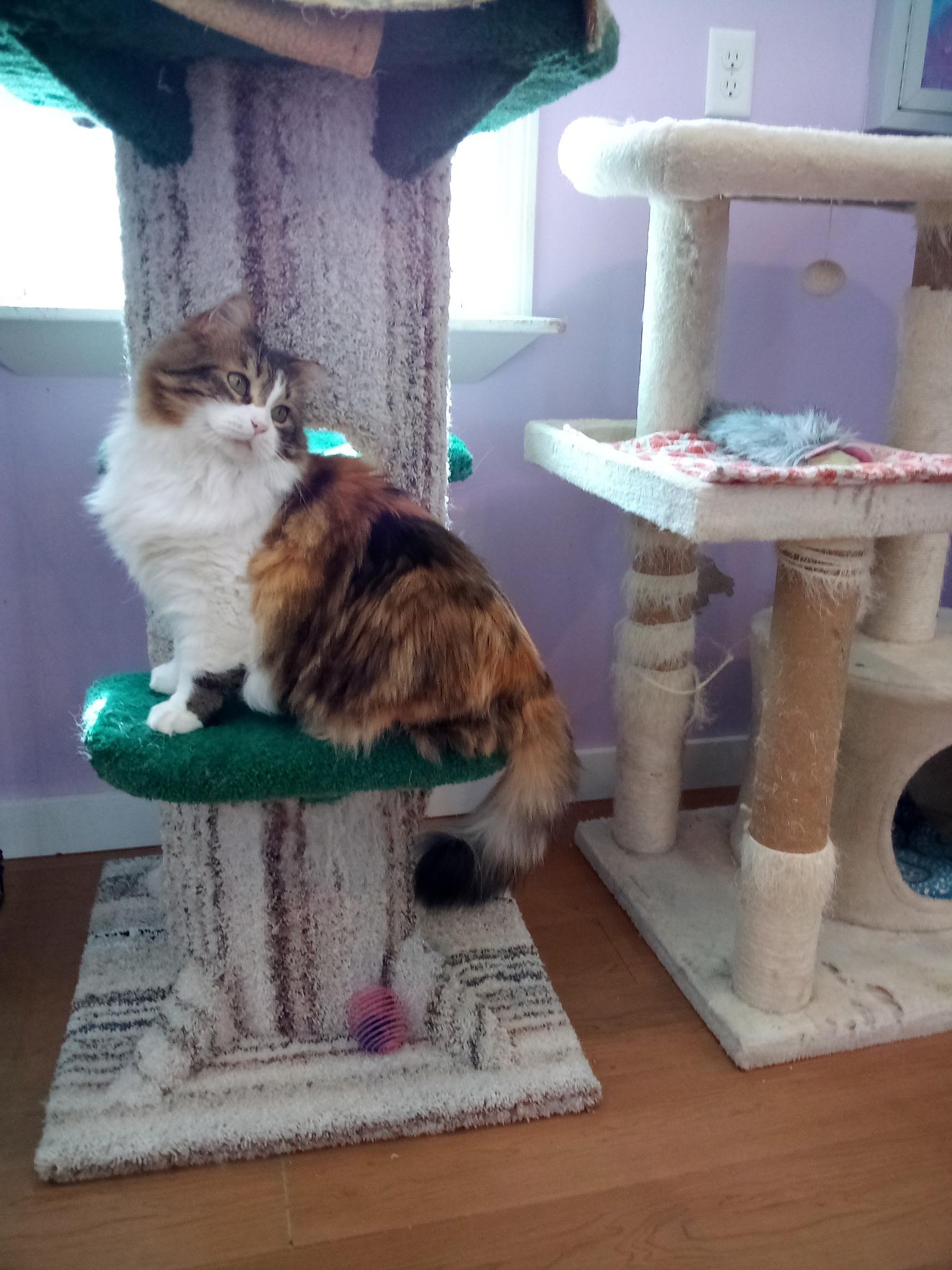 Enlarge Matilda (Colony Cat CC), a Adoptable mixed breed in Wells, ME image 3/6