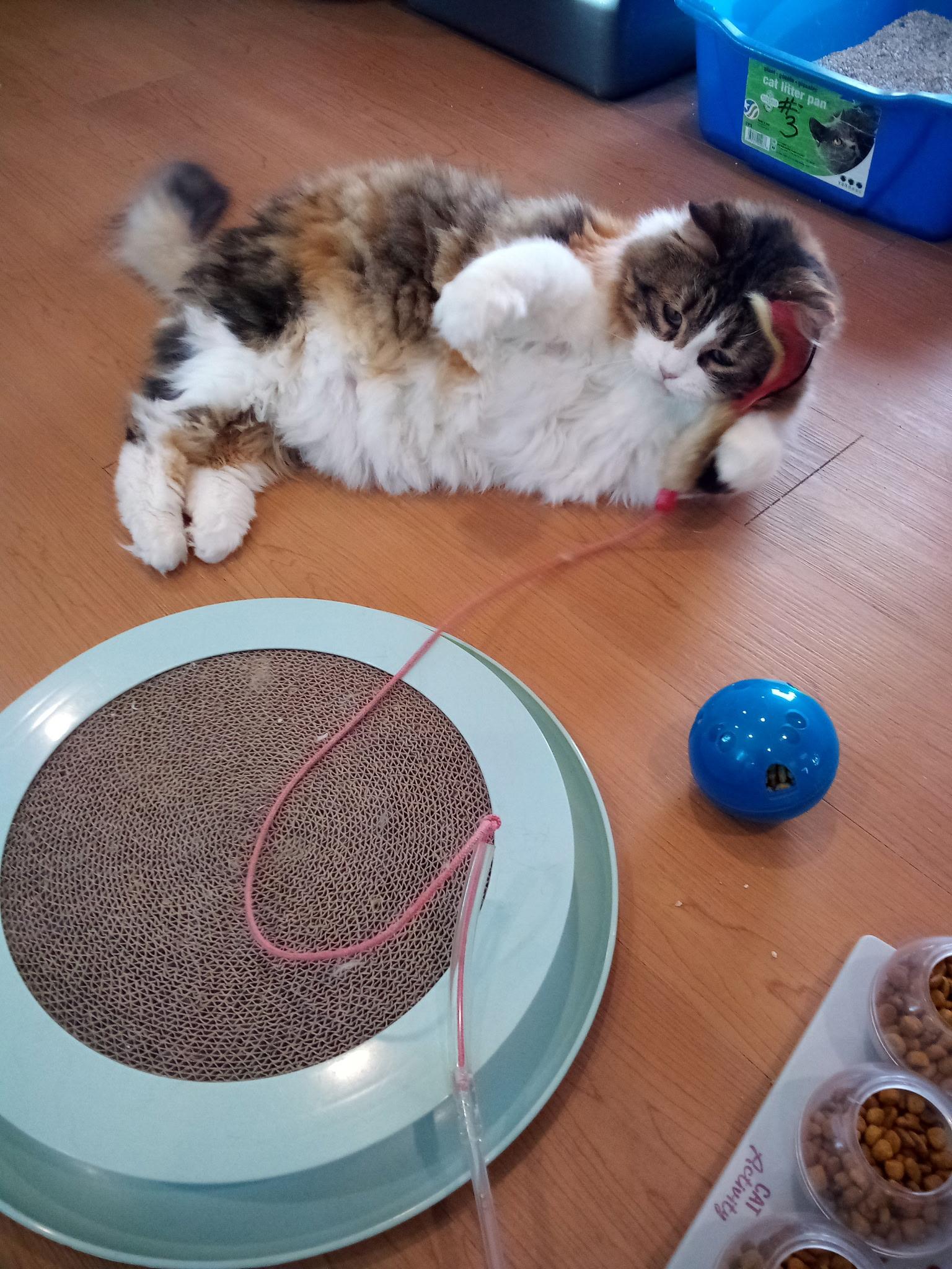 Matilda (Colony Cat CC), Adult Female Domestic Long Hair