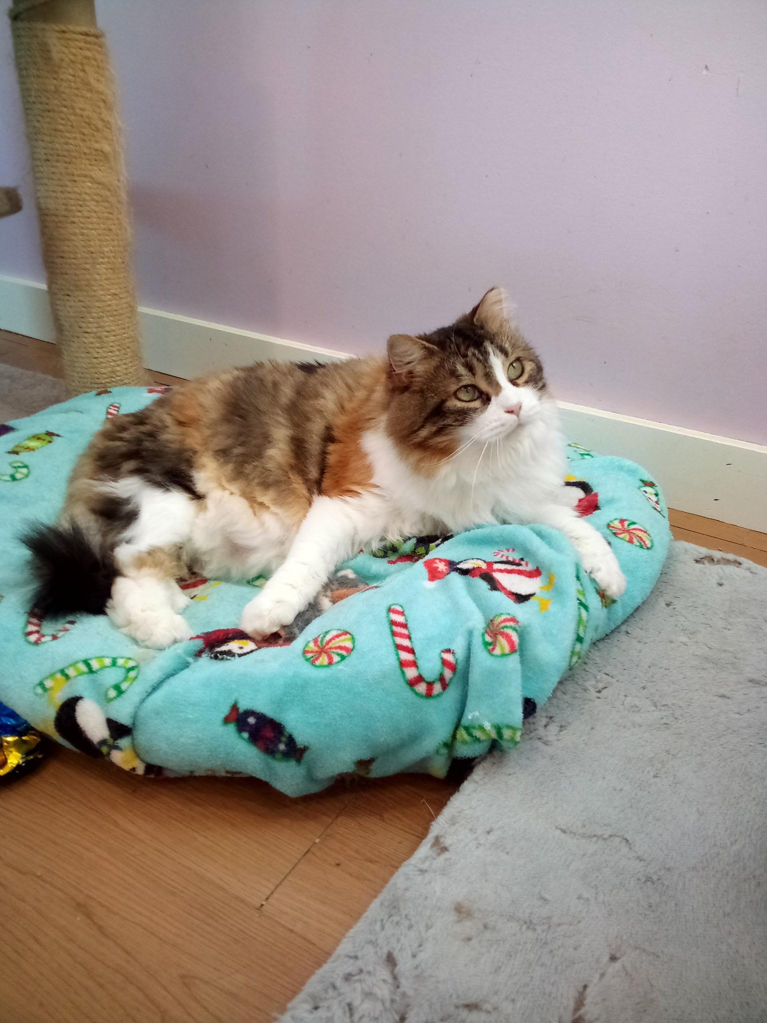 Enlarge Matilda (Colony Cat CC), a Adoptable mixed breed in Wells, ME image 5/6