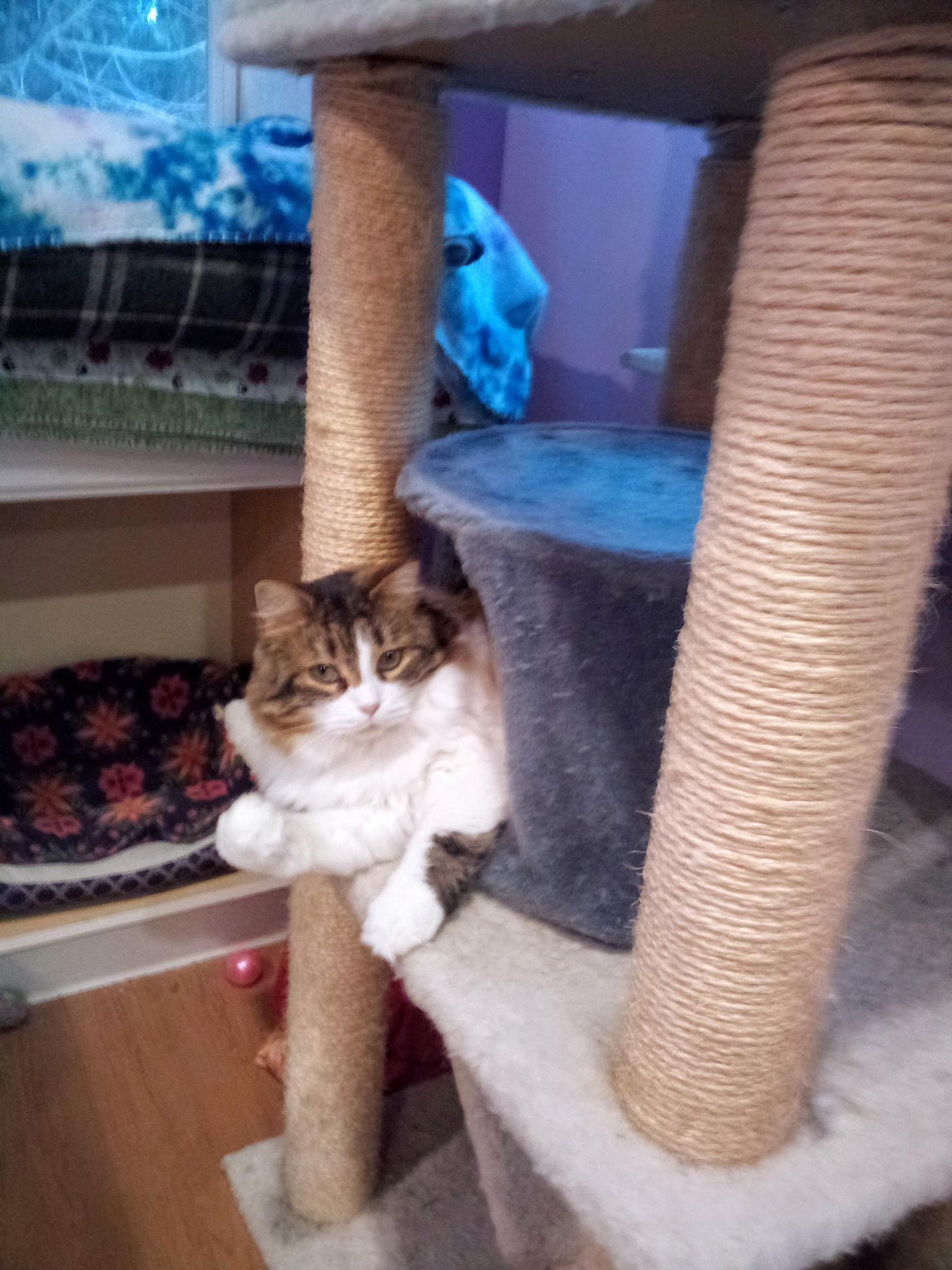 Enlarge Matilda (Colony Cat CC), a Adoptable mixed breed in Wells, ME image 4/6