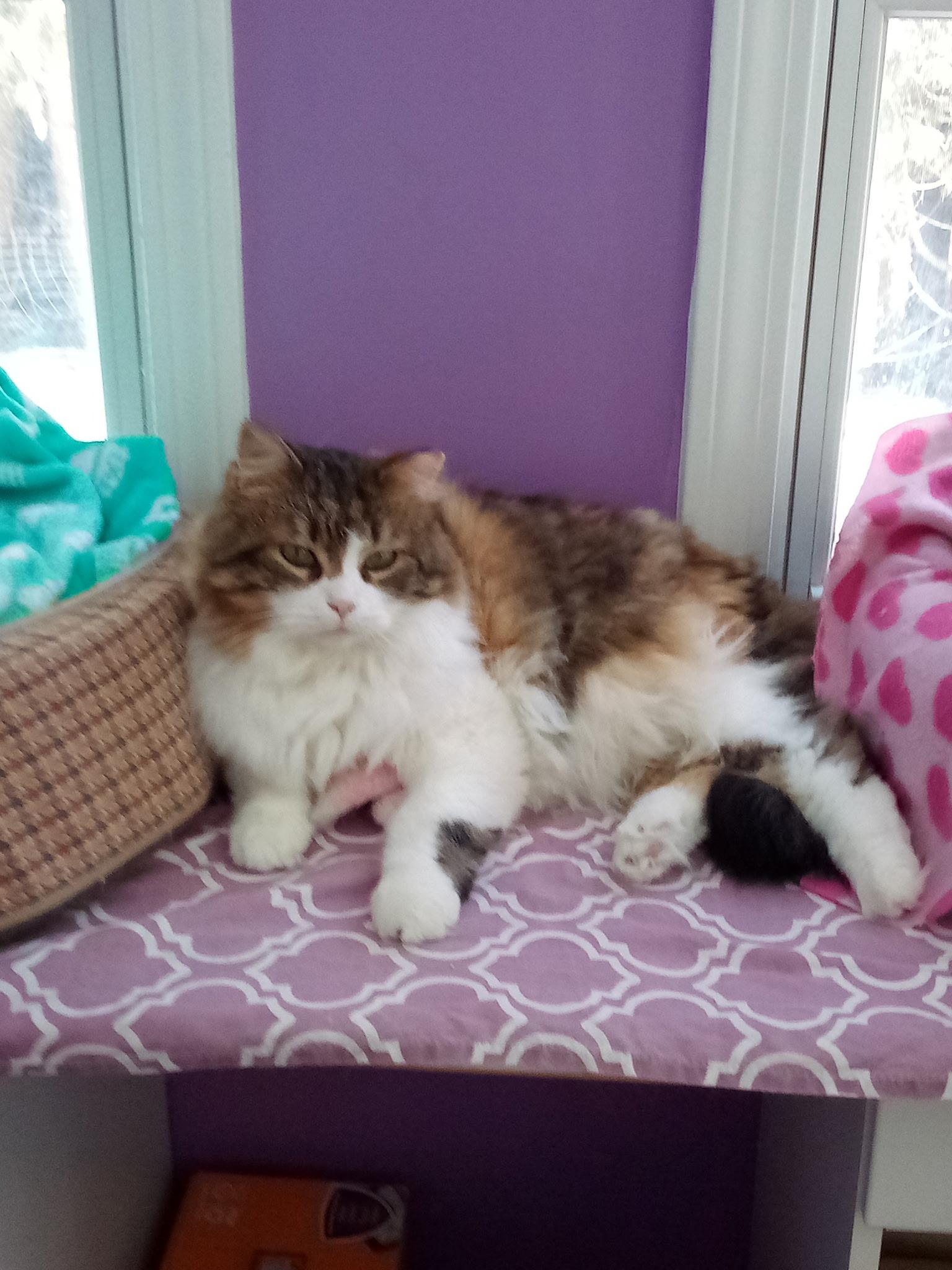 Enlarge Matilda (Colony Cat CC), a Adoptable mixed breed in Wells, ME image 6/6