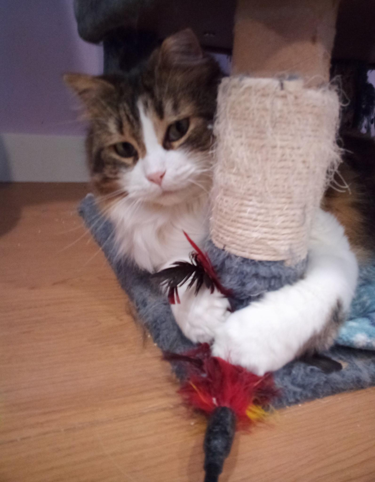 Enlarge Matilda (Colony Cat CC), a Adoptable mixed breed in Wells, ME image 2/6