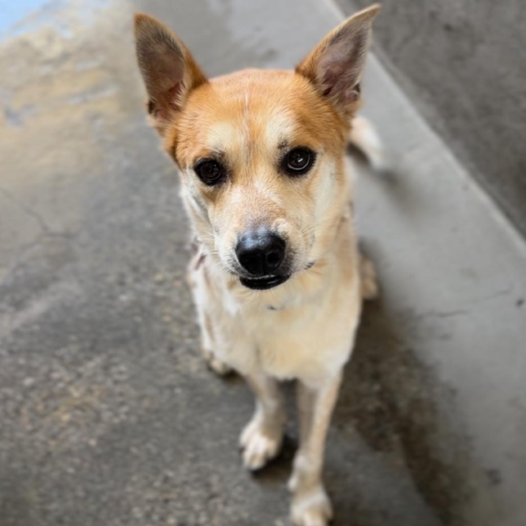 Wiley A2282335, Adoptable, Adult Male German Shepherd Dog.