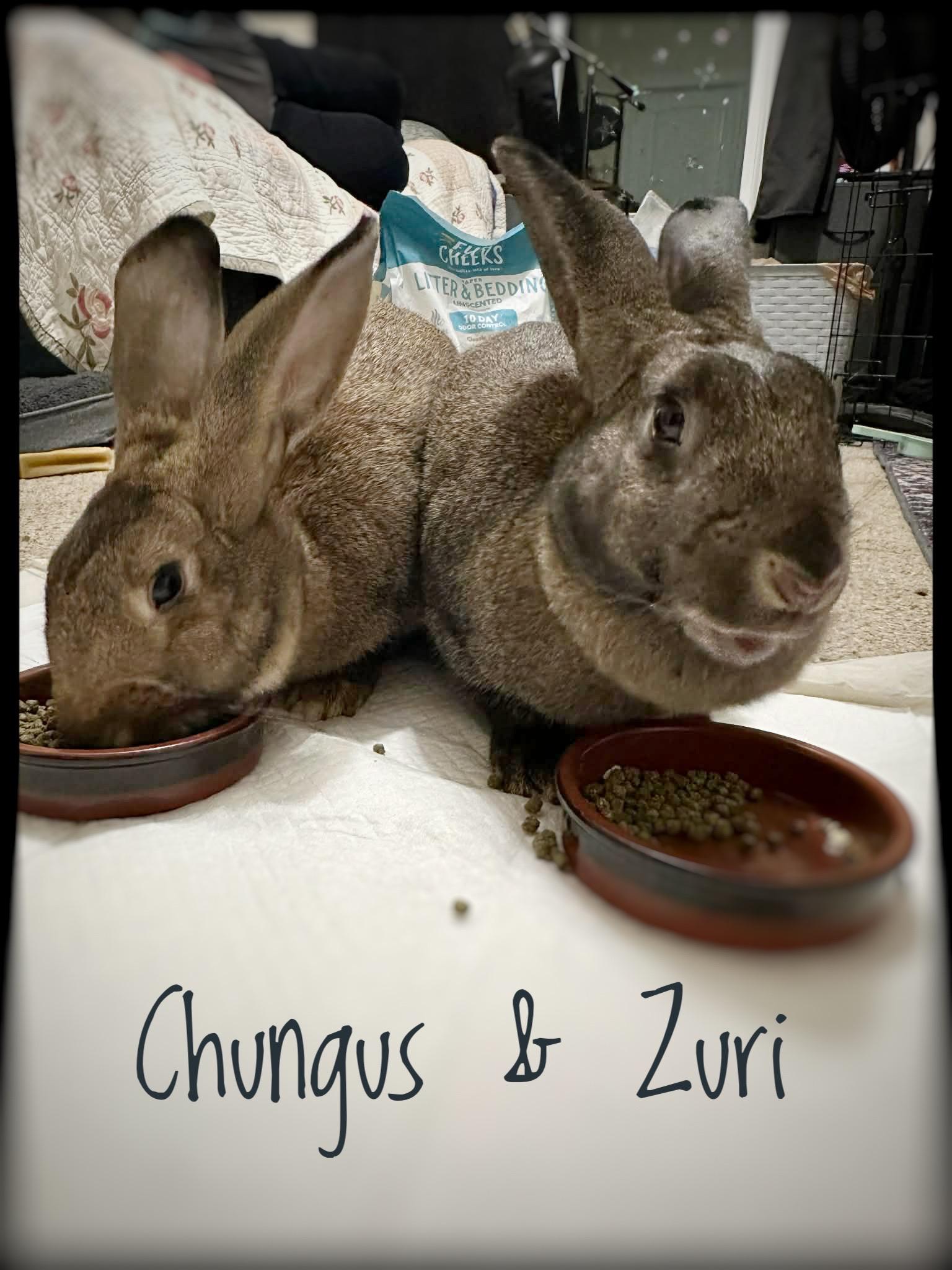 Enlarge Chungus & Zuri (bonded sisters), an adopted mixed breed in Charlotte, NC image 1/6