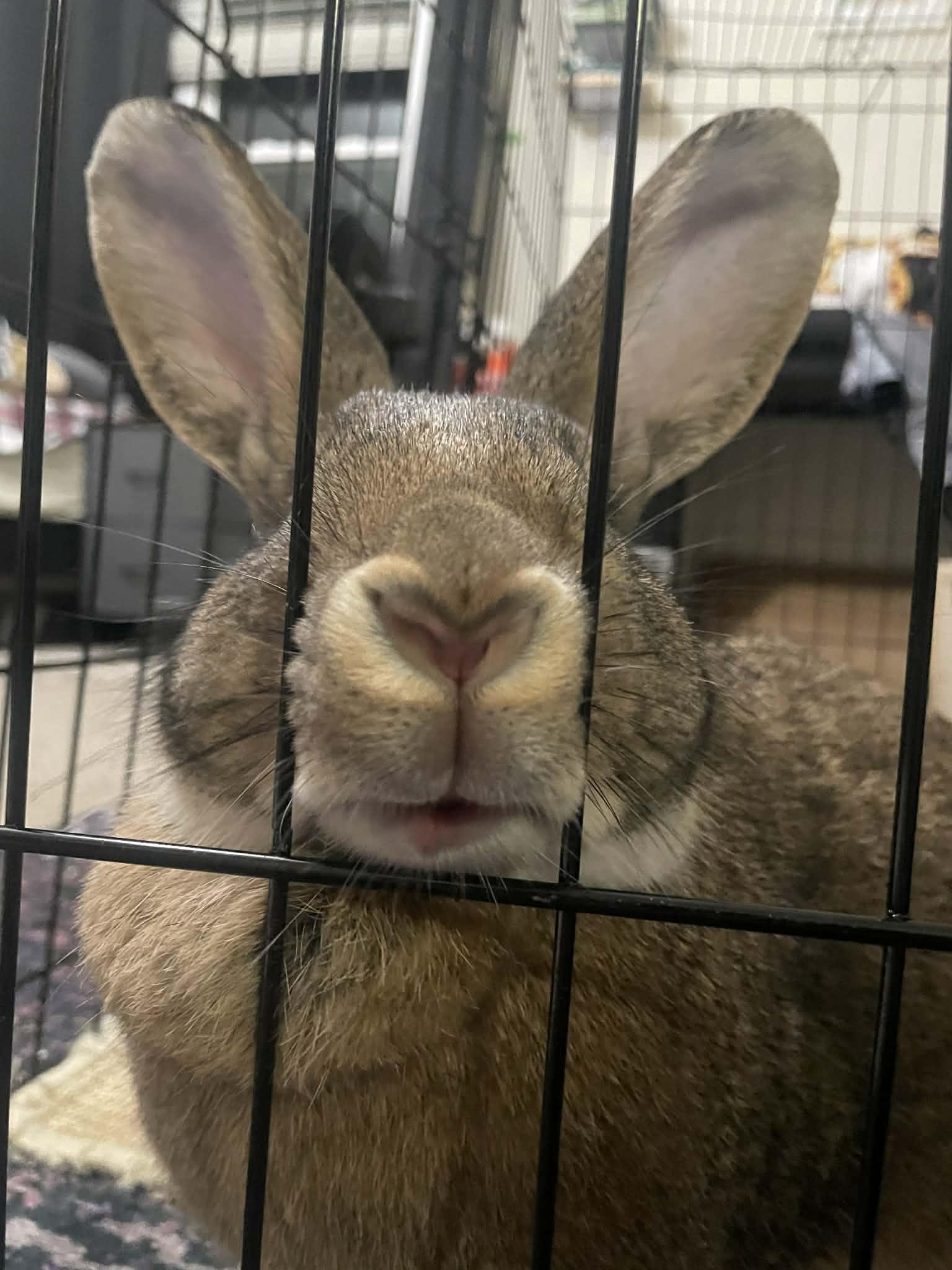 Enlarge Chungus & Zuri (bonded sisters), an adopted mixed breed in Charlotte, NC image 5/6