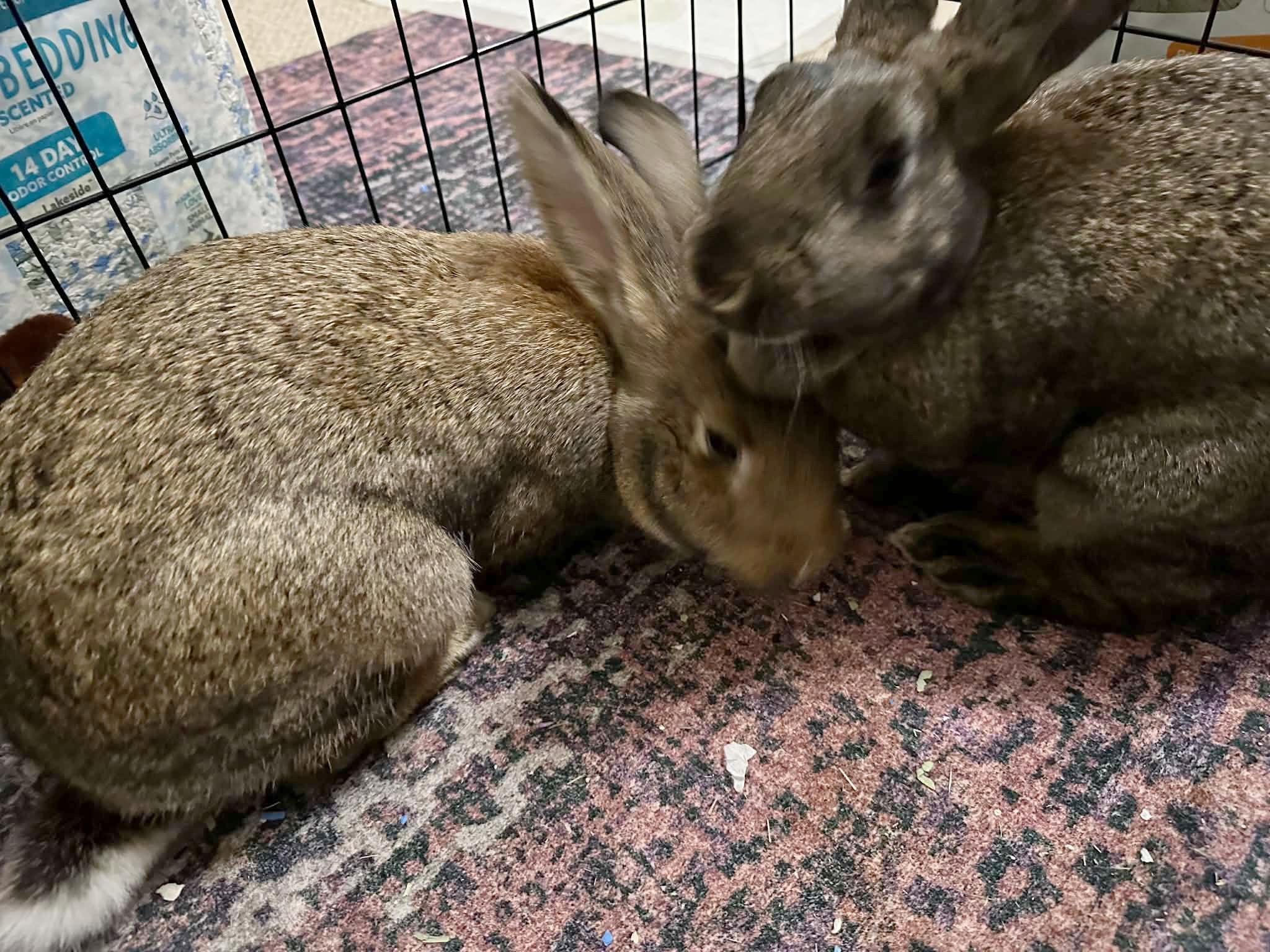 Enlarge Chungus & Zuri (bonded sisters), an adopted mixed breed in Charlotte, NC image 3/6