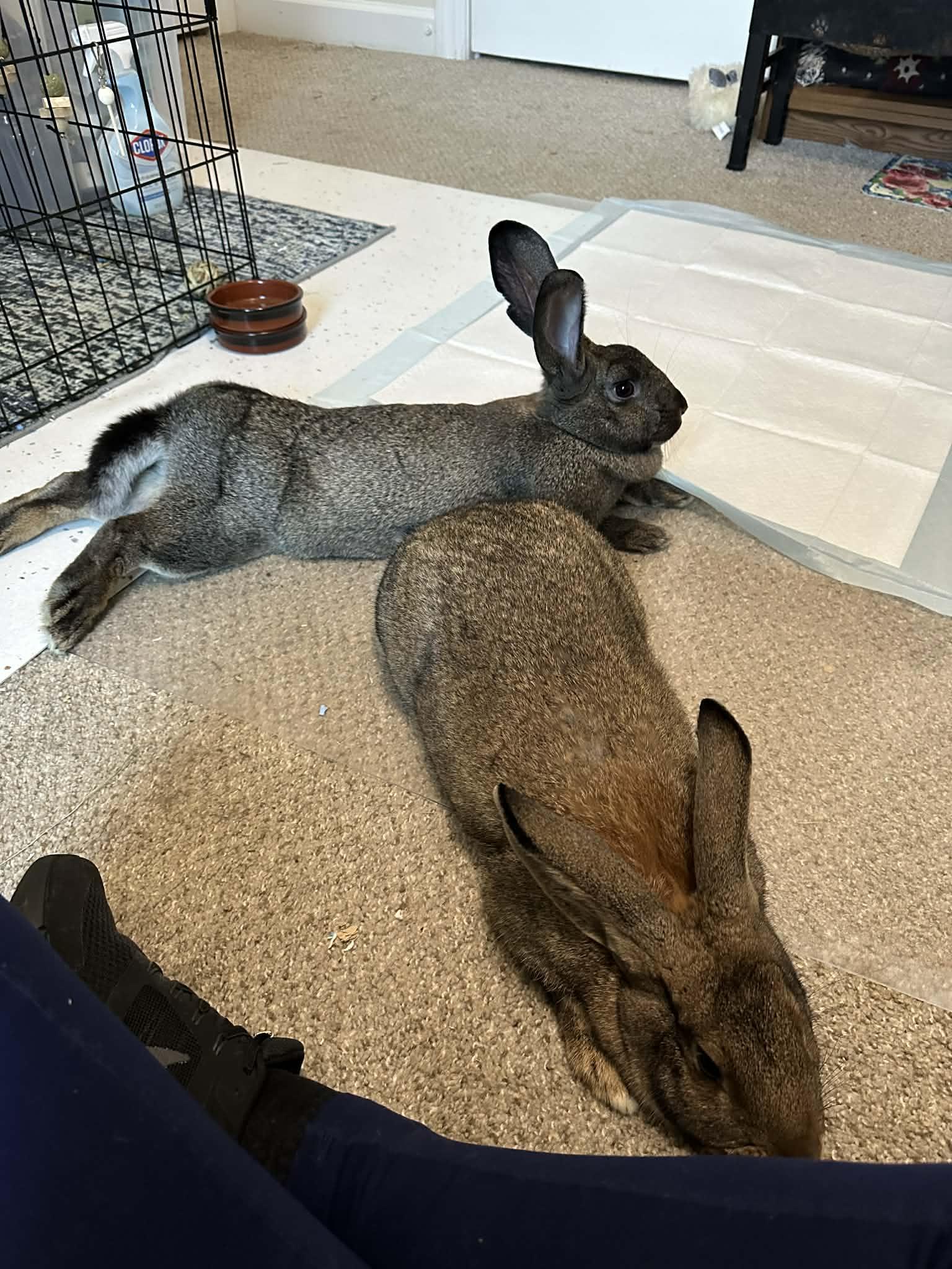 Enlarge Chungus & Zuri (bonded sisters), an adopted mixed breed in Charlotte, NC image 6/6