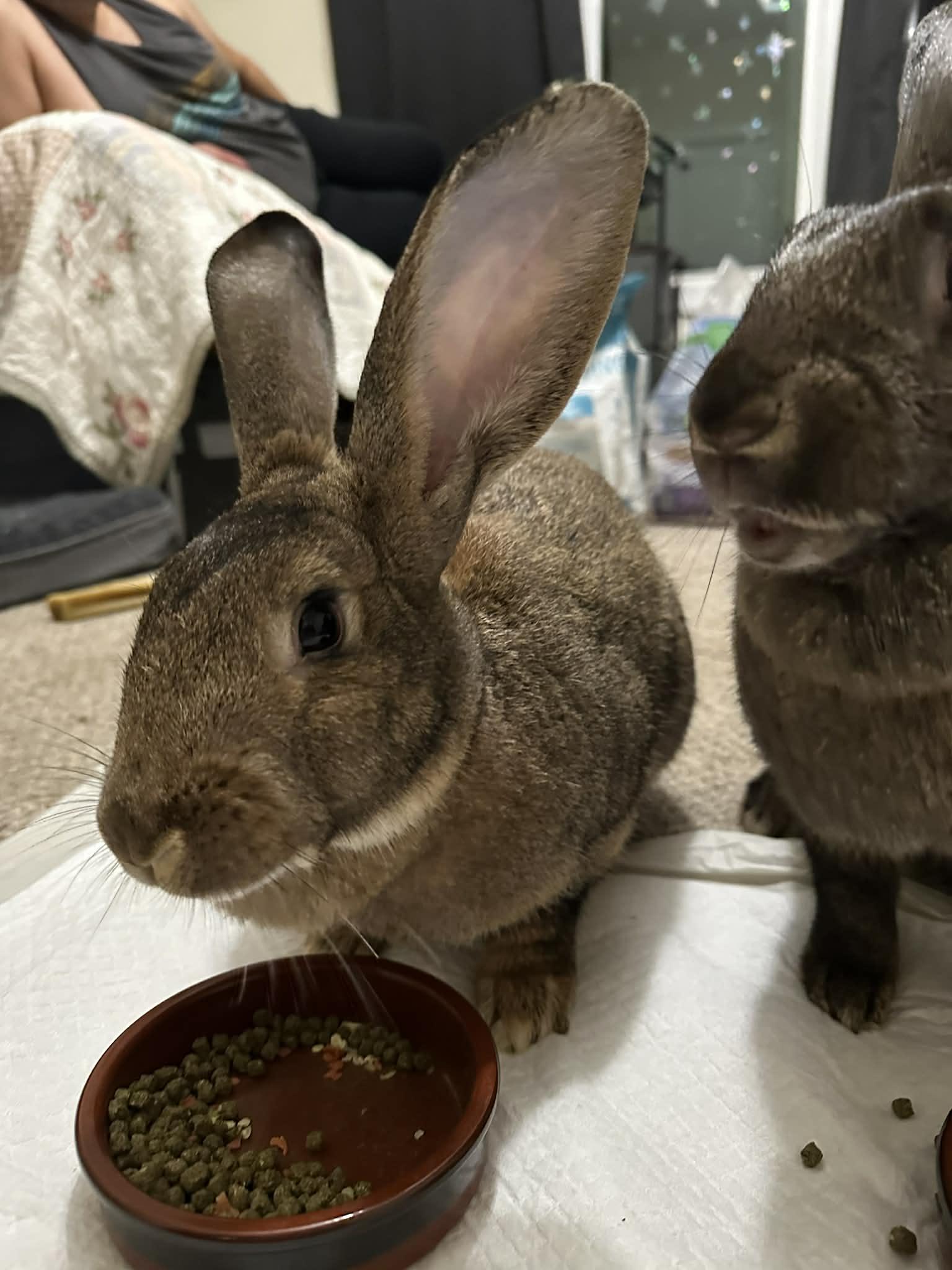 Enlarge Chungus & Zuri (bonded sisters), an adopted mixed breed in Charlotte, NC image 4/6