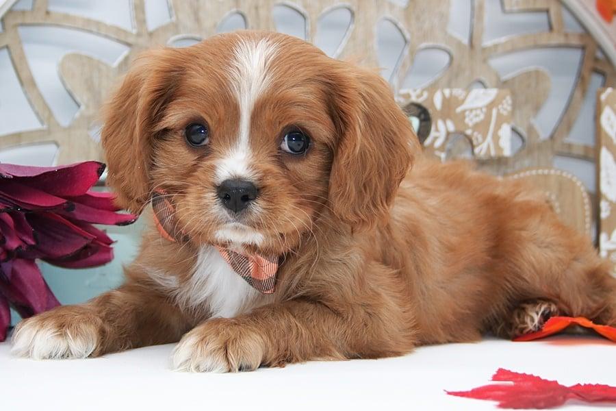 Aspen, adopted, Puppy Male Cavalier King Charles Spaniel.