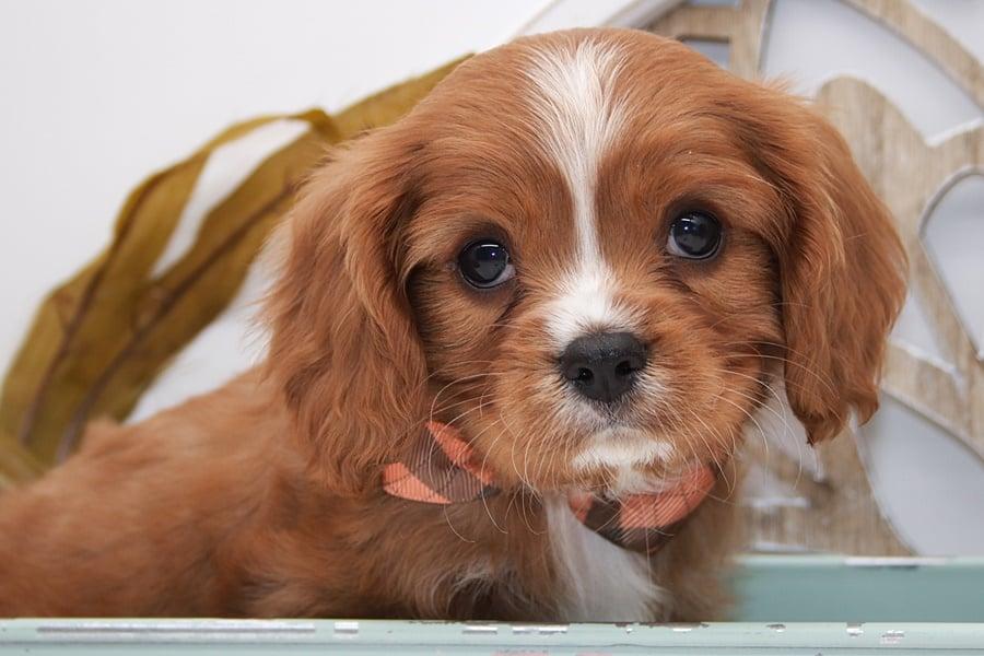 Aspen, an adopted Cavalier King Charles Spaniel in Clarksburg, MD image 4/4
