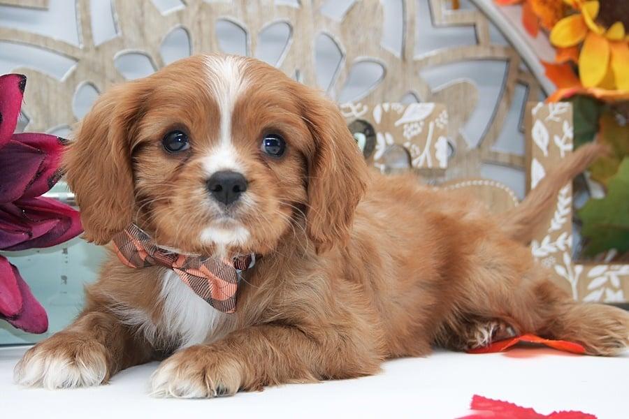 Aspen, an adopted Cavalier King Charles Spaniel in Clarksburg, MD image 3/4