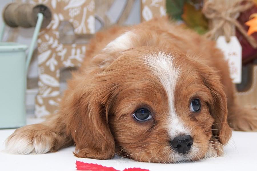 Aspen, an adopted Cavalier King Charles Spaniel in Clarksburg, MD image 2/4