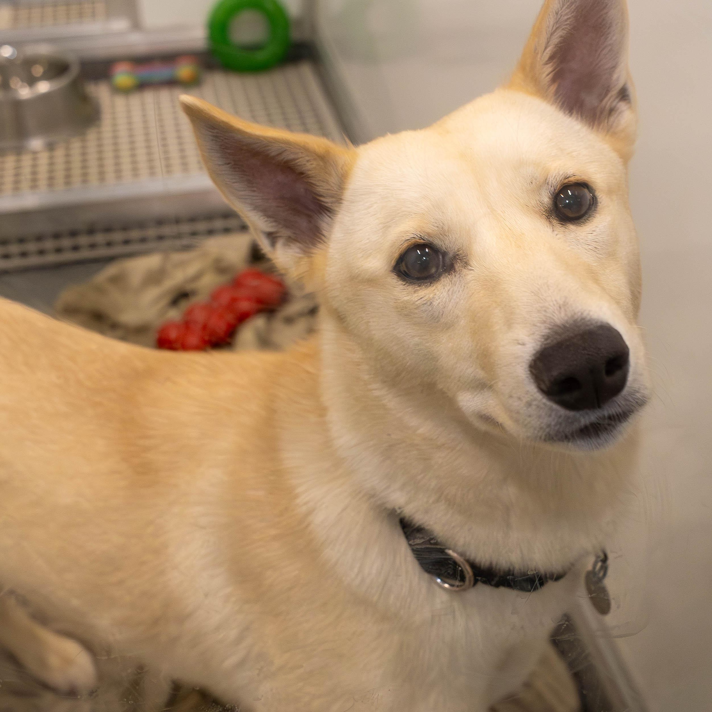 Baylene, a ADOPTABLE mixed breed in Chicago, IL image 1/6