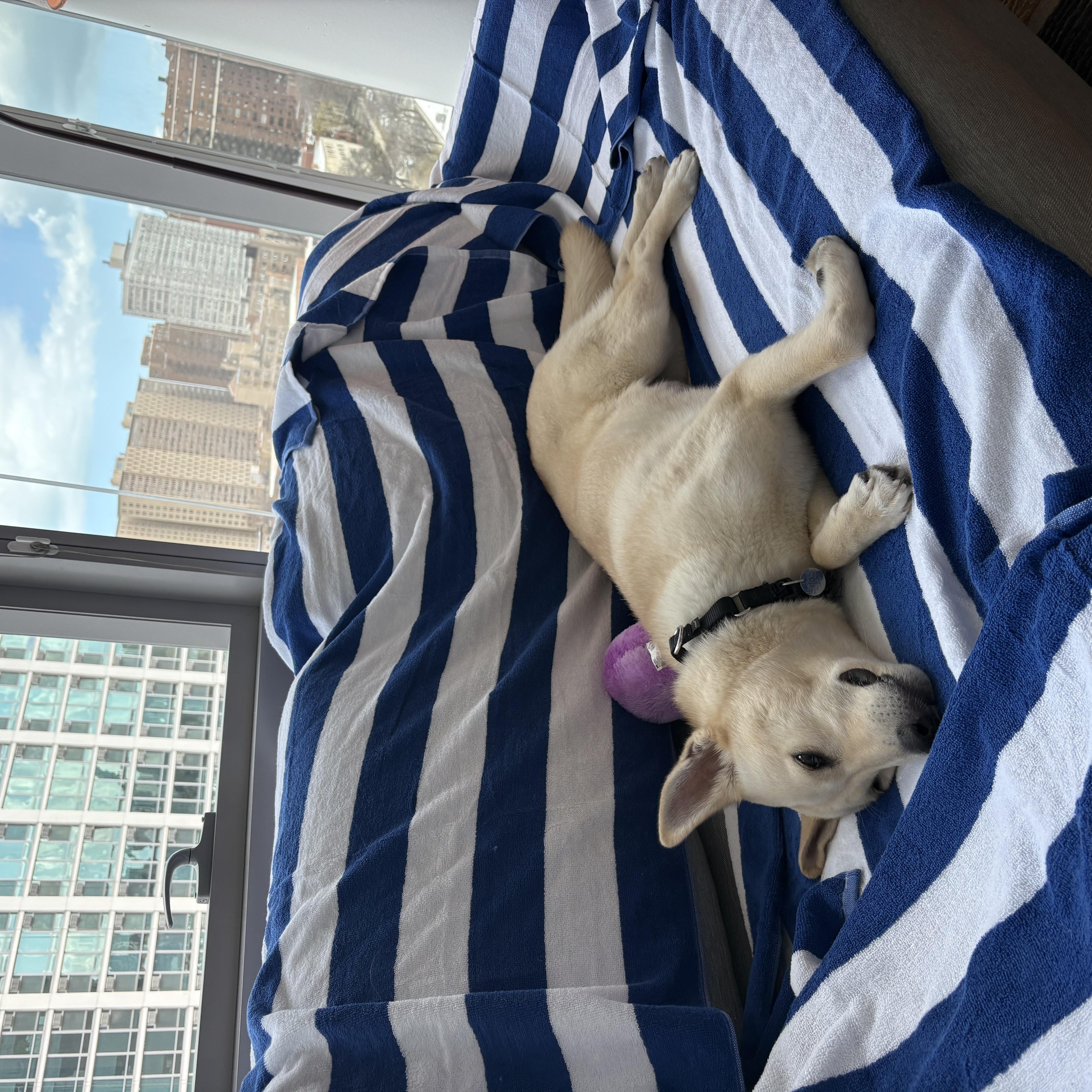 Baylene, a ADOPTABLE mixed breed in Chicago, IL image 6/6