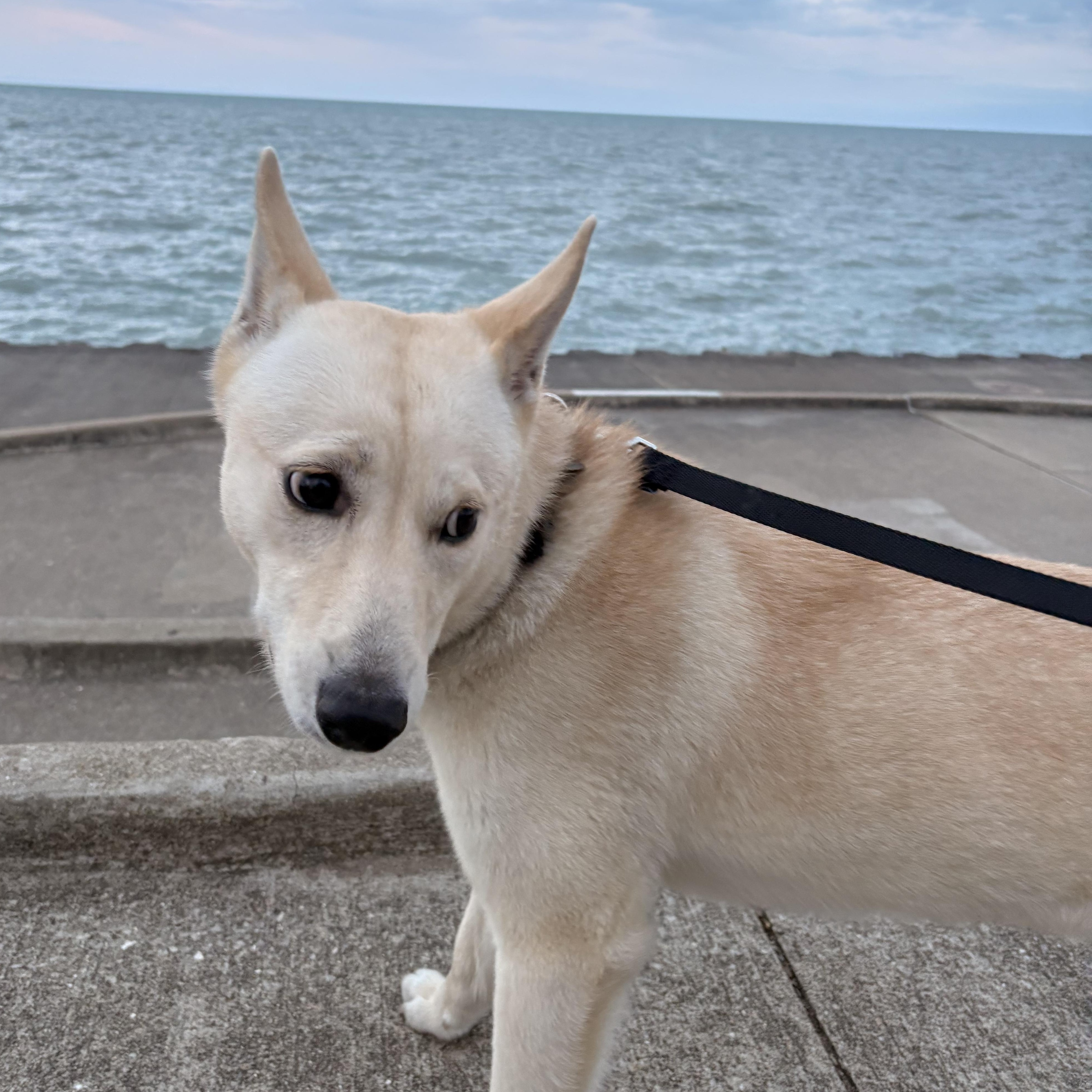 Baylene, a ADOPTABLE mixed breed in Chicago, IL image 4/6