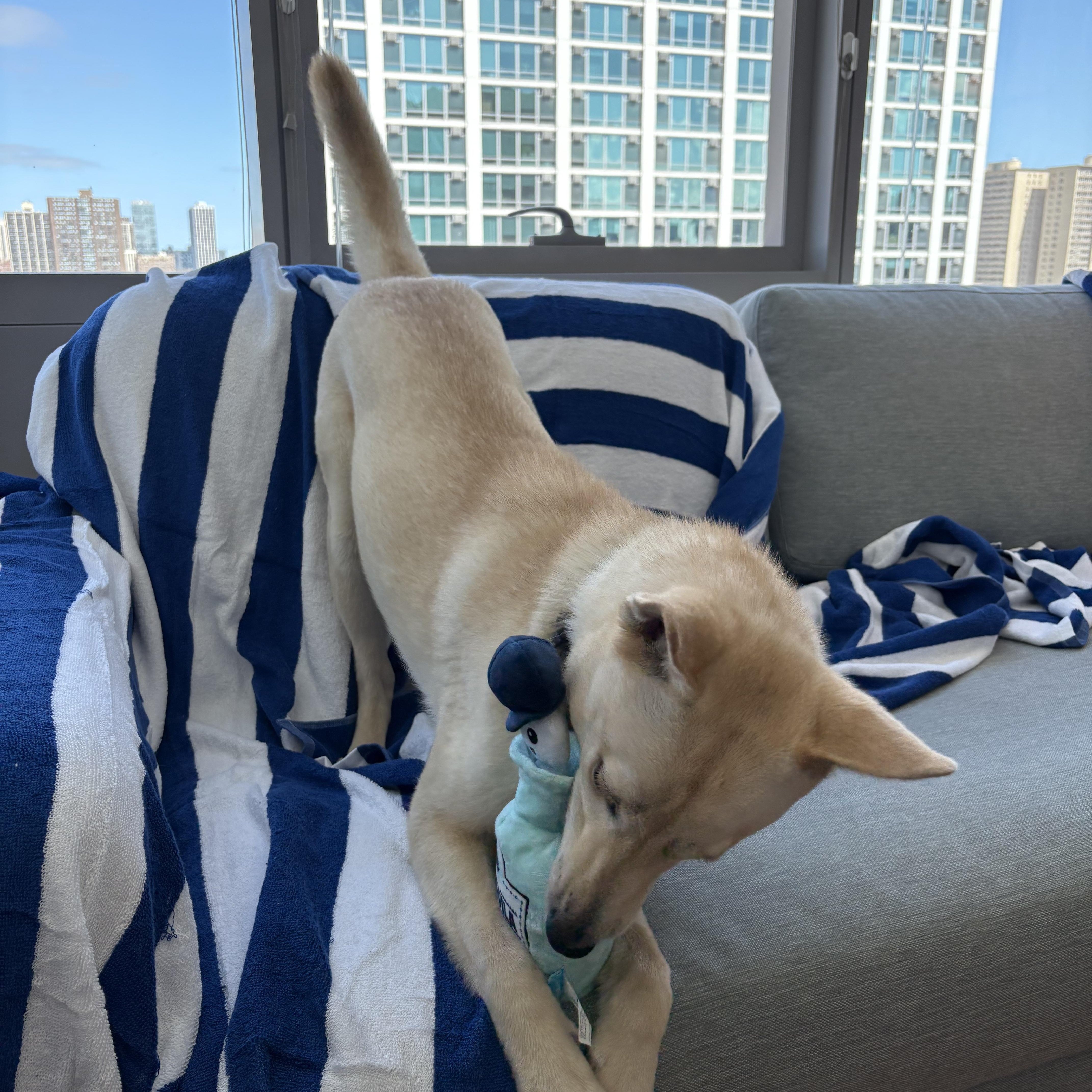 Baylene, a ADOPTABLE mixed breed in Chicago, IL image 2/6