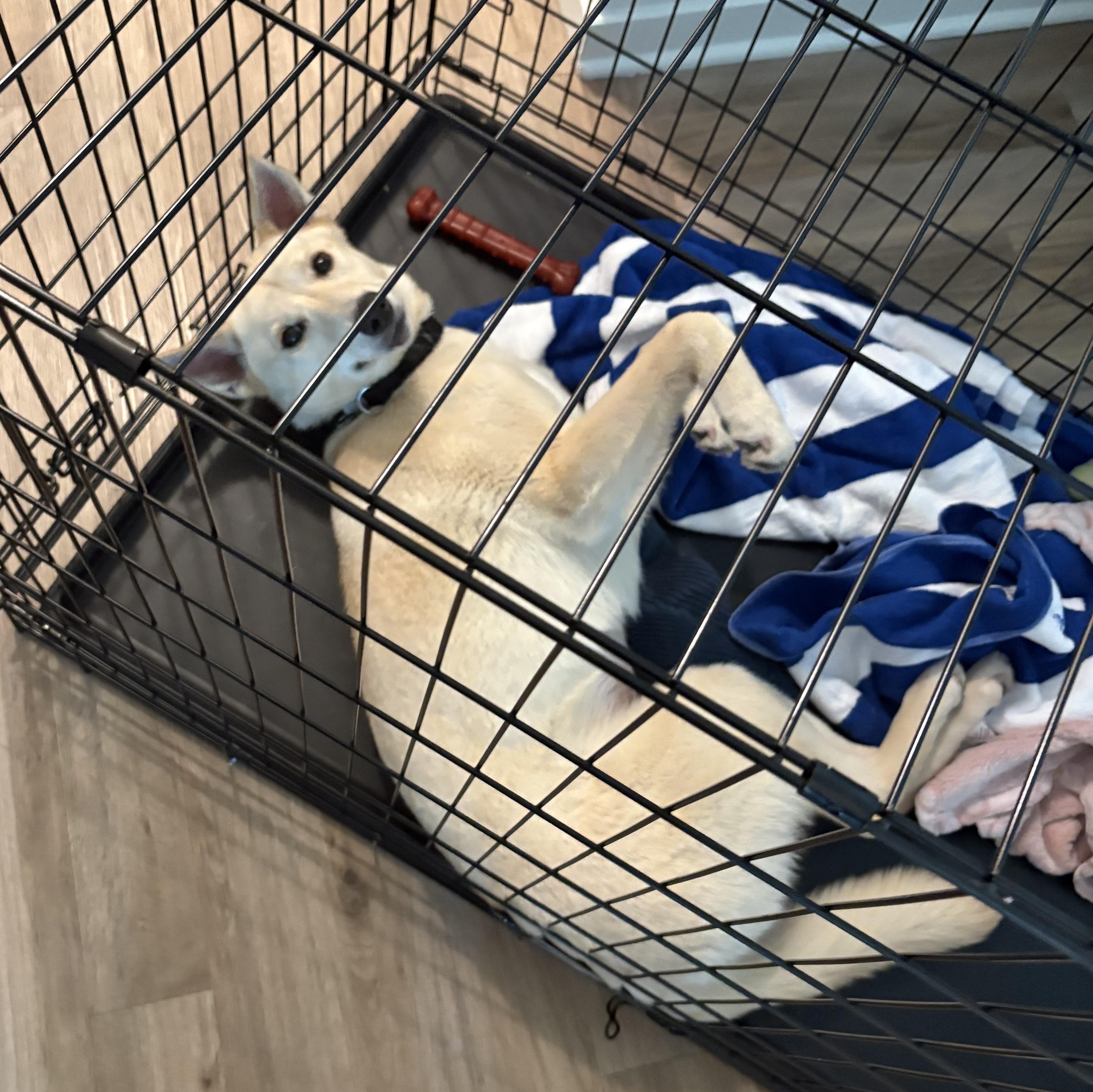 Baylene, a ADOPTABLE mixed breed in Chicago, IL image 5/6