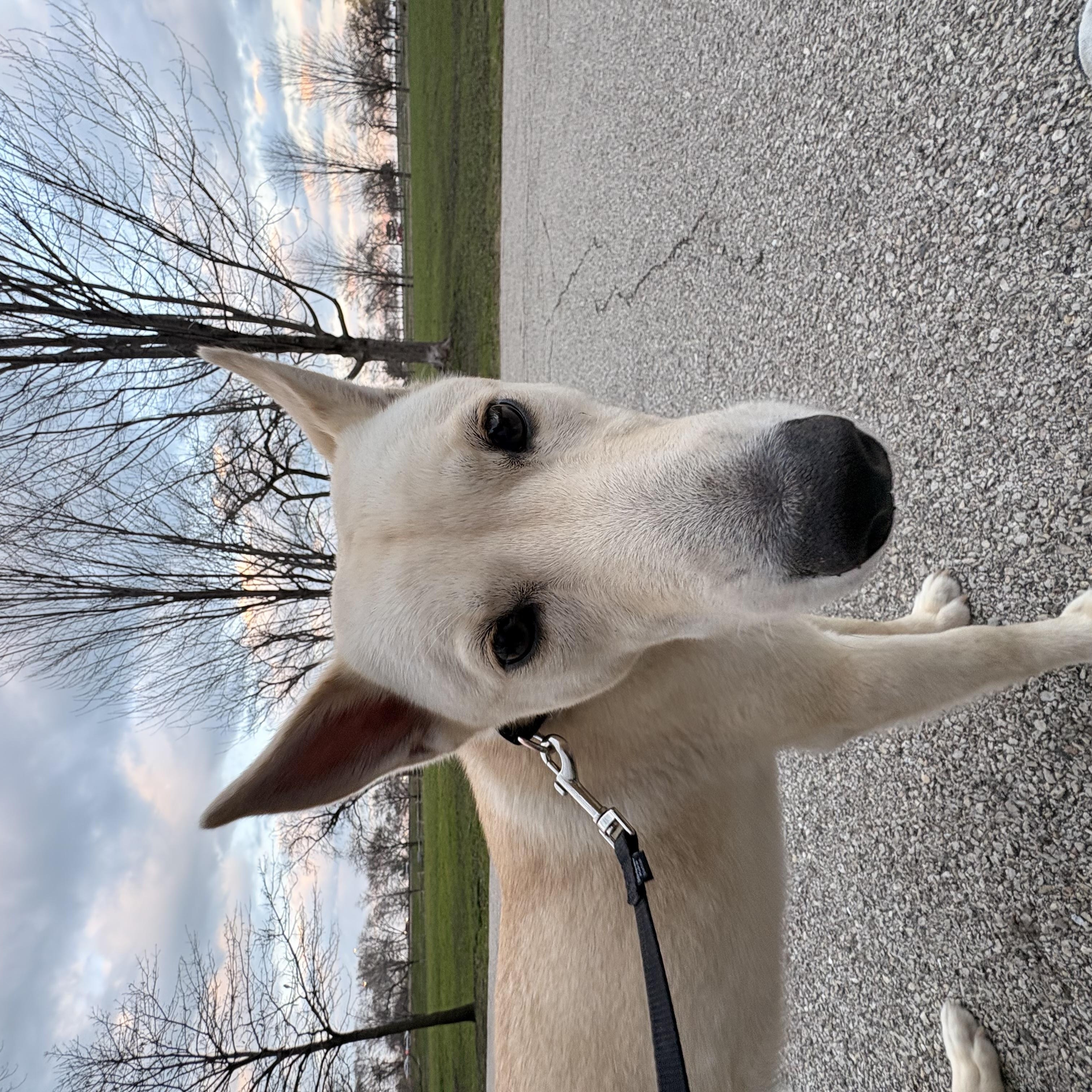 Baylene, a ADOPTABLE mixed breed in Chicago, IL image 3/6