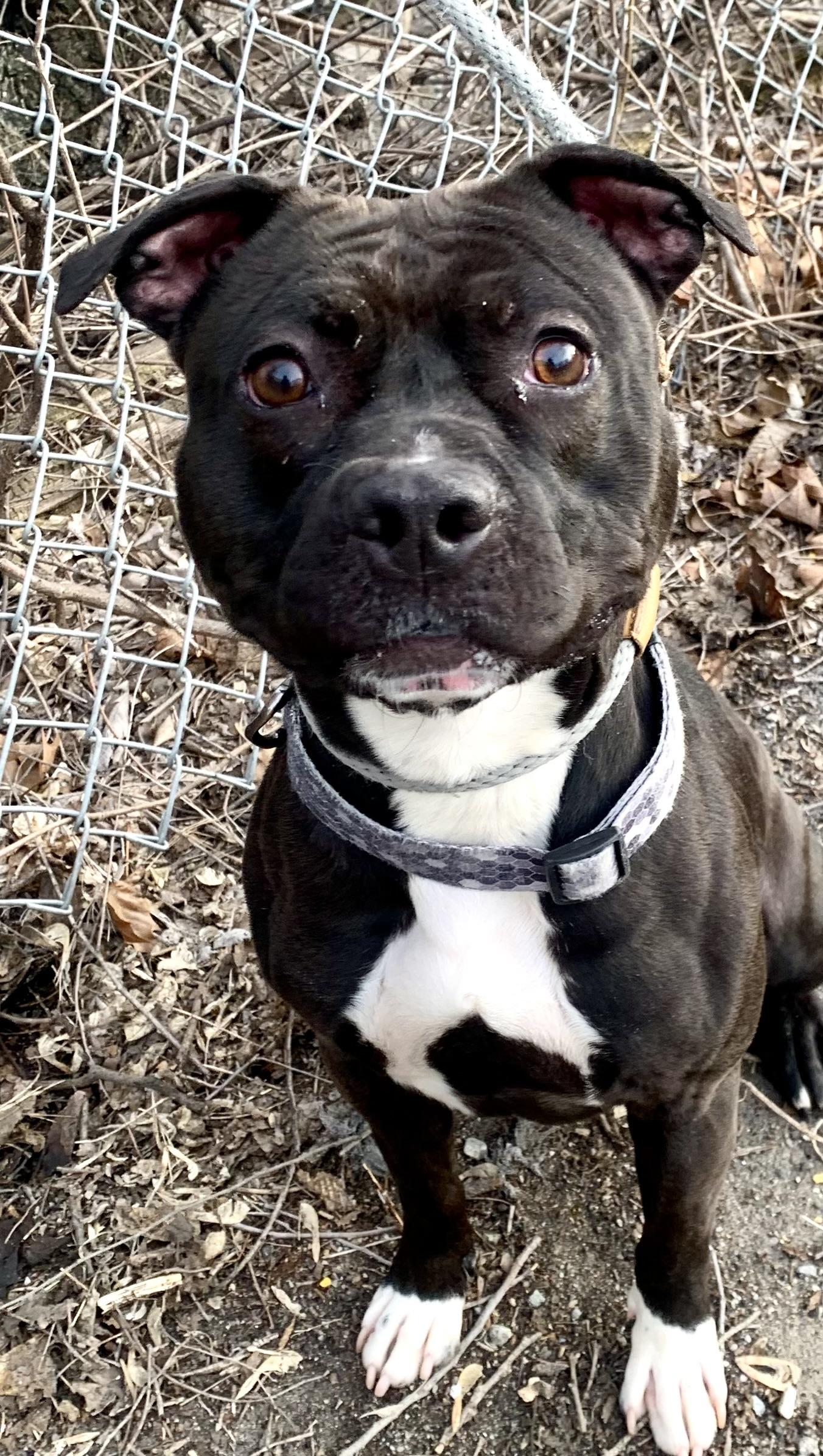 Enlarge Zorro, a ADOPTABLE Pit Bull Terrier in McKeesport, PA image 6/6