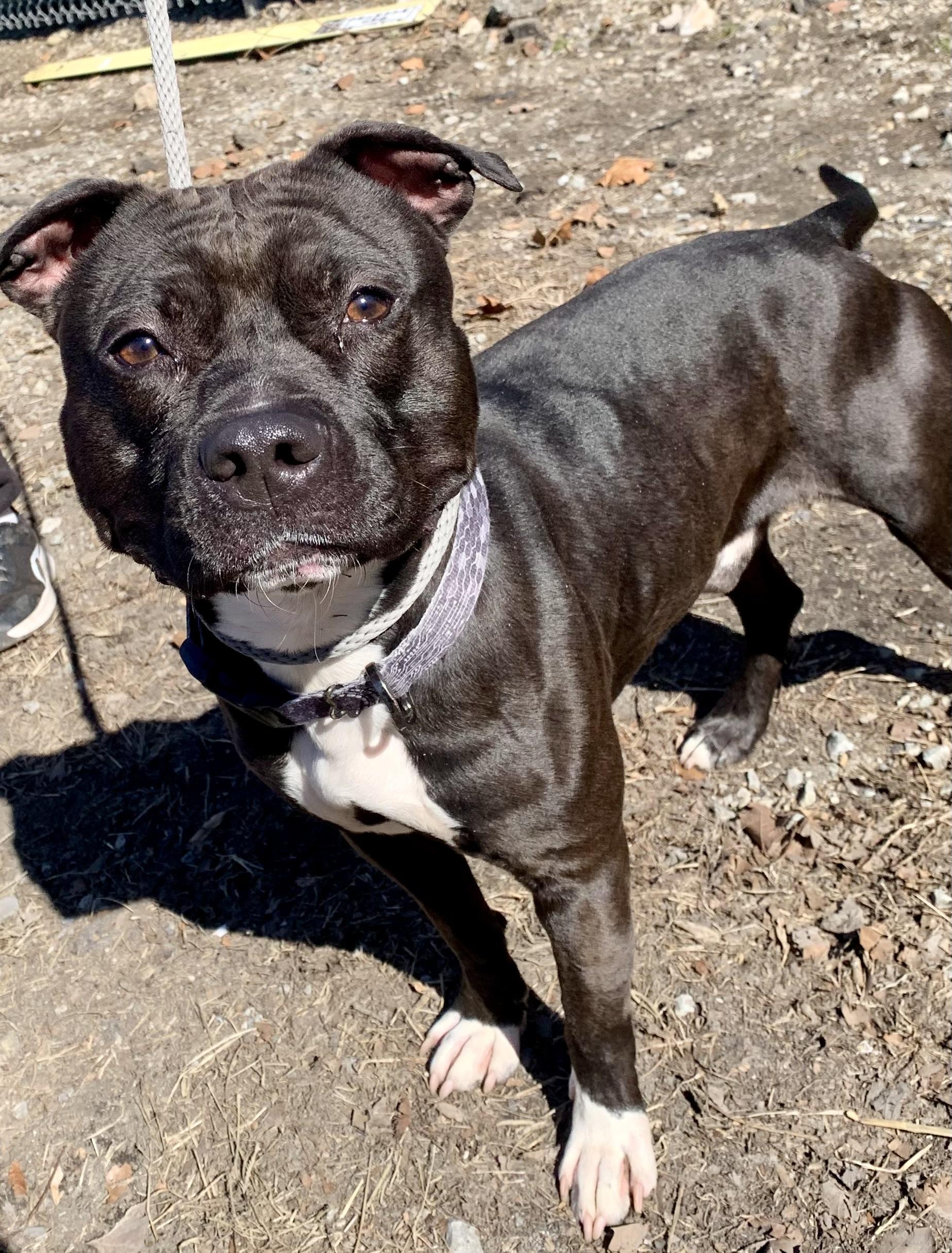 Enlarge Zorro, a ADOPTABLE Pit Bull Terrier in McKeesport, PA image 4/6