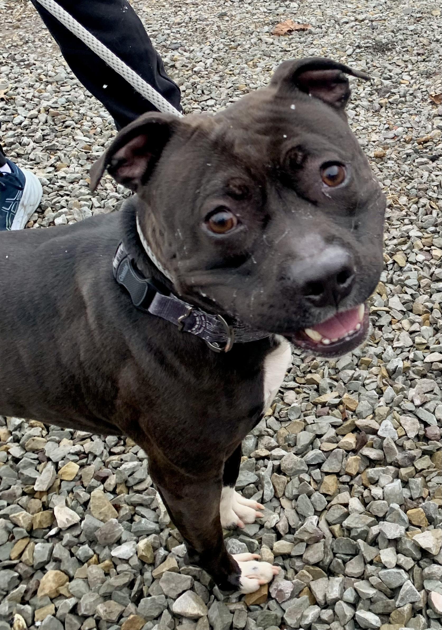 Zorro, a ADOPTABLE Pit Bull Terrier in McKeesport, PA image 5/6