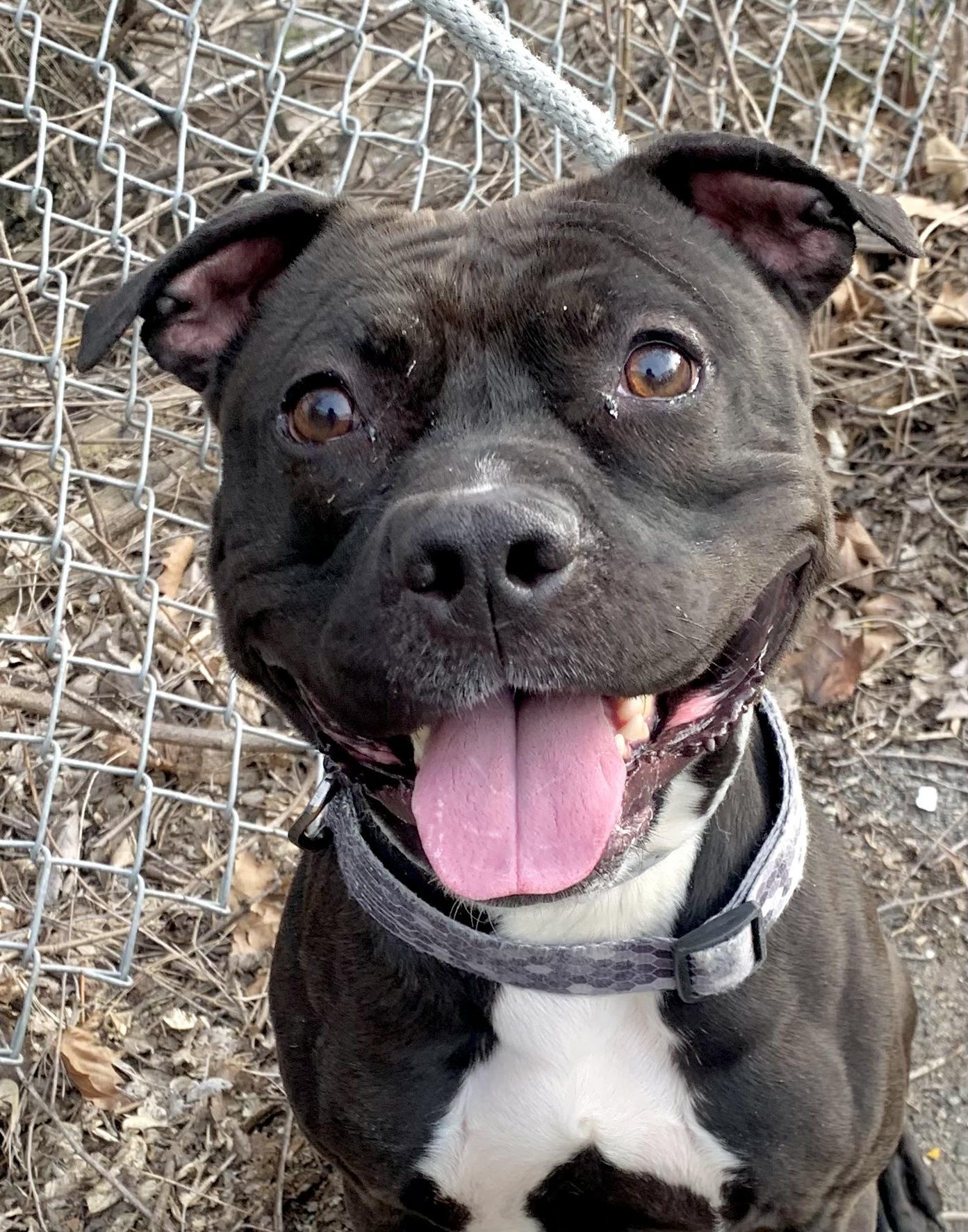Enlarge Zorro, a ADOPTABLE Pit Bull Terrier in McKeesport, PA image 2/6