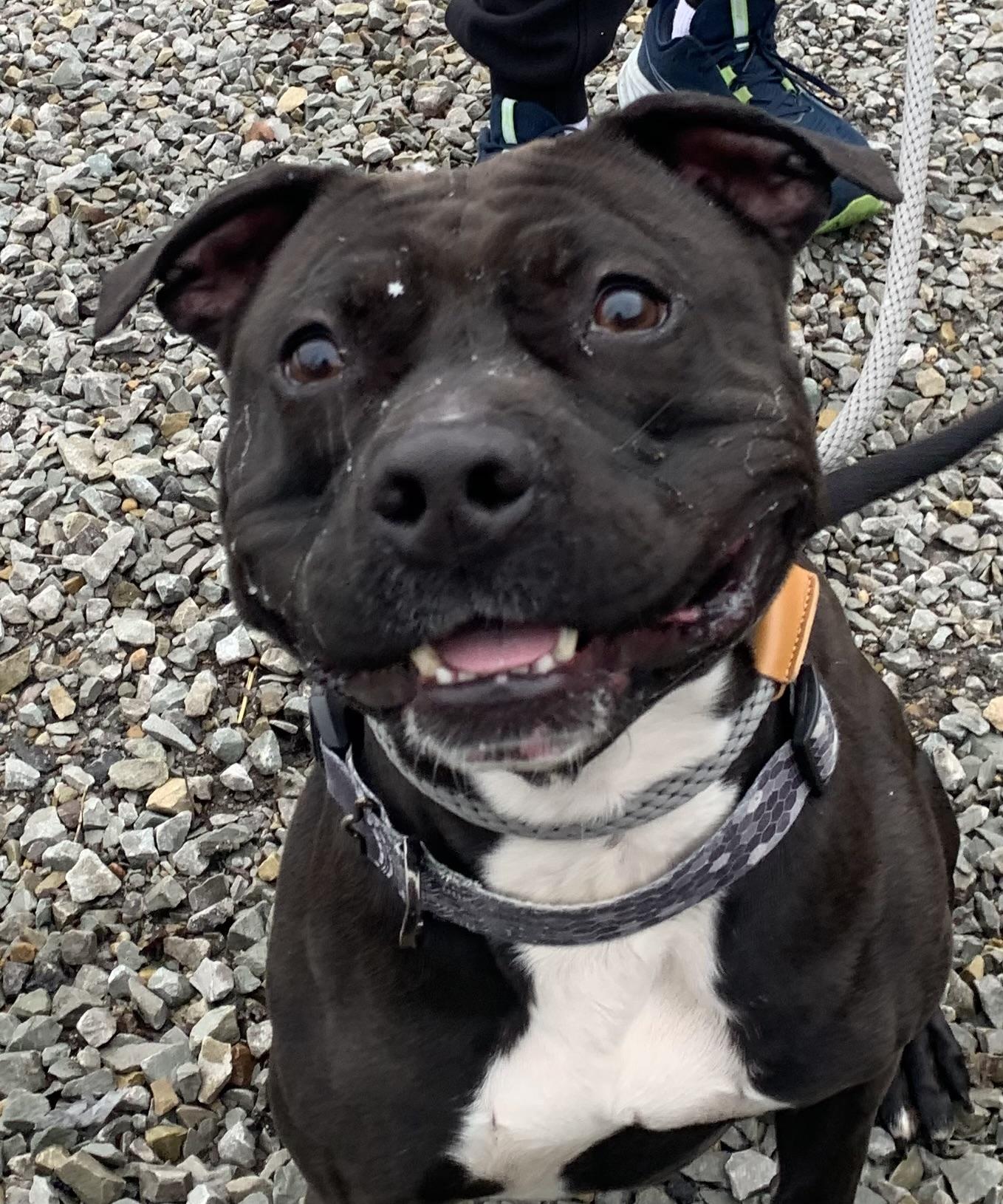 Zorro, ADOPTABLE, Adult Male Pit Bull Terrier.