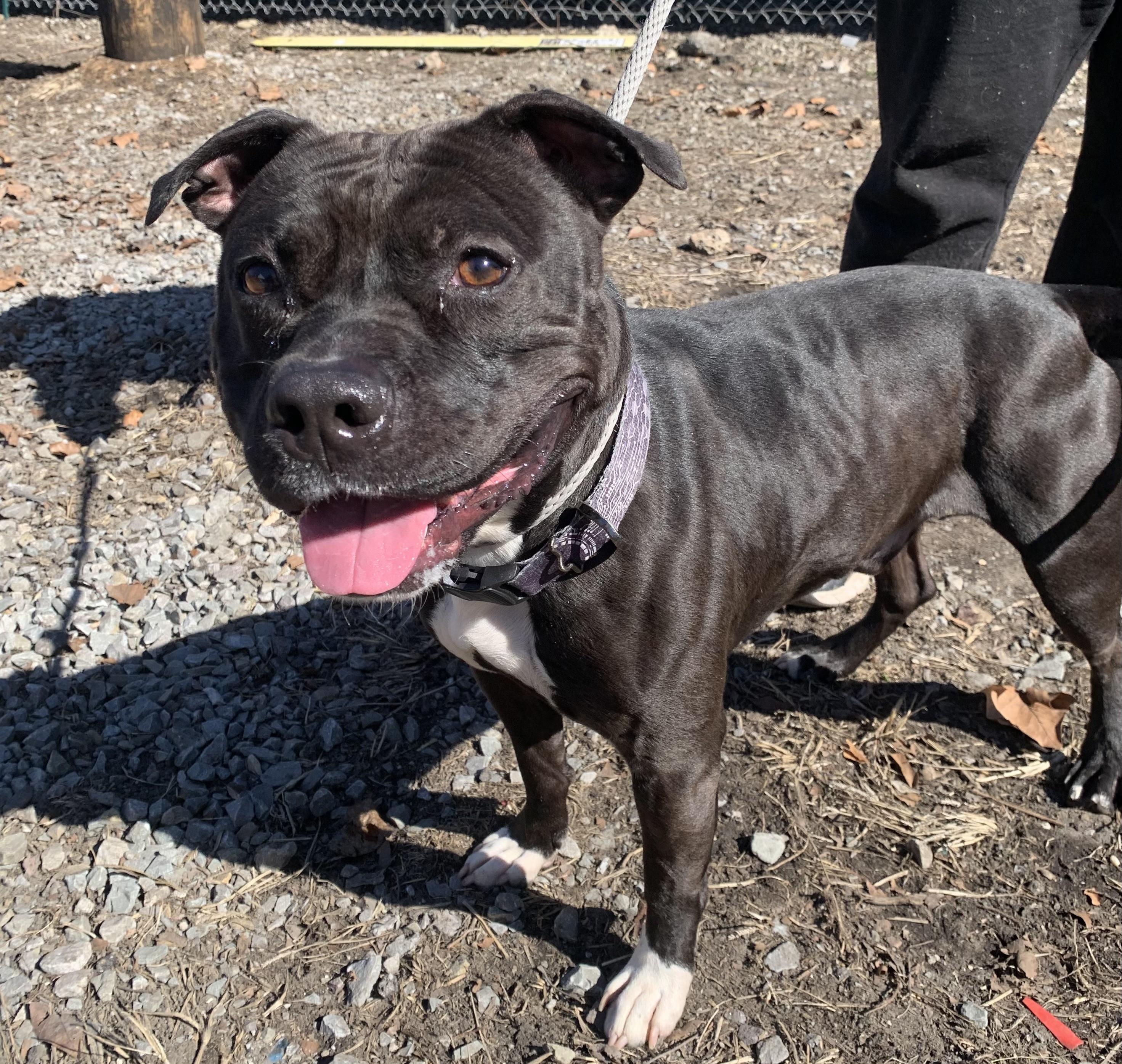 Enlarge Zorro, a ADOPTABLE Pit Bull Terrier in McKeesport, PA image 5/6