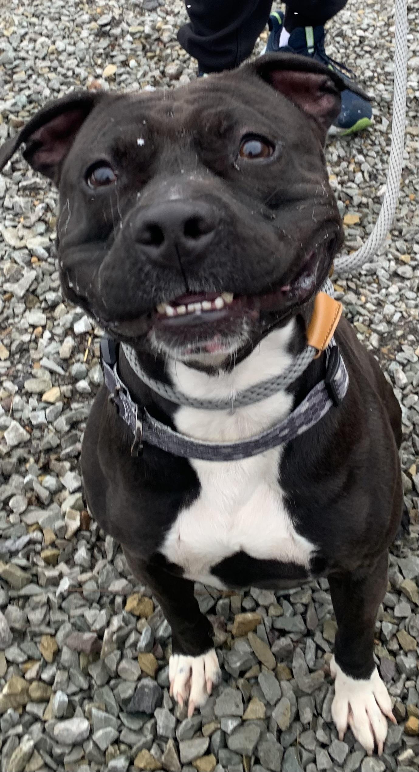 Zorro, a ADOPTABLE Pit Bull Terrier in McKeesport, PA image 6/6
