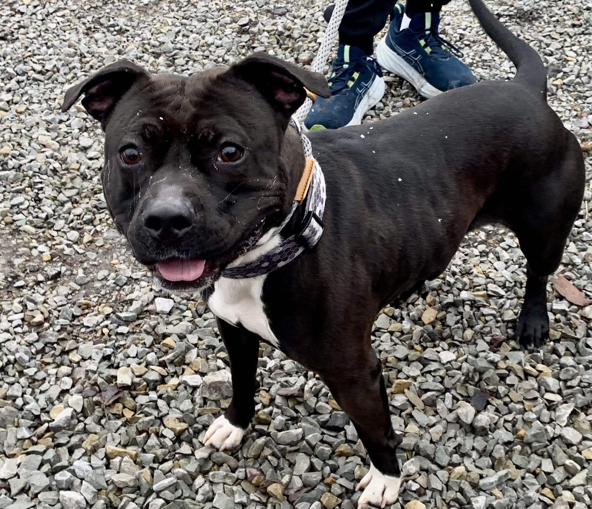 Zorro, a ADOPTABLE Pit Bull Terrier in McKeesport, PA image 3/6