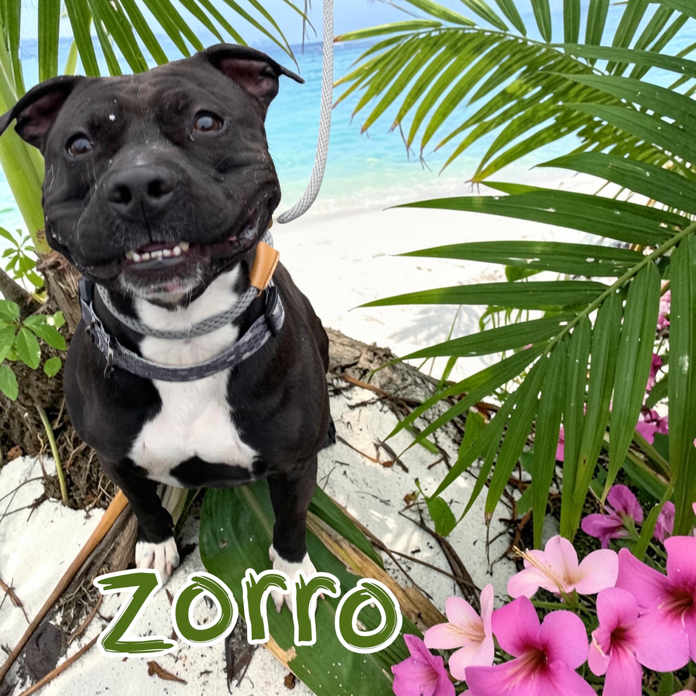 Zorro, ADOPTABLE, Young Male Pit Bull Terrier.