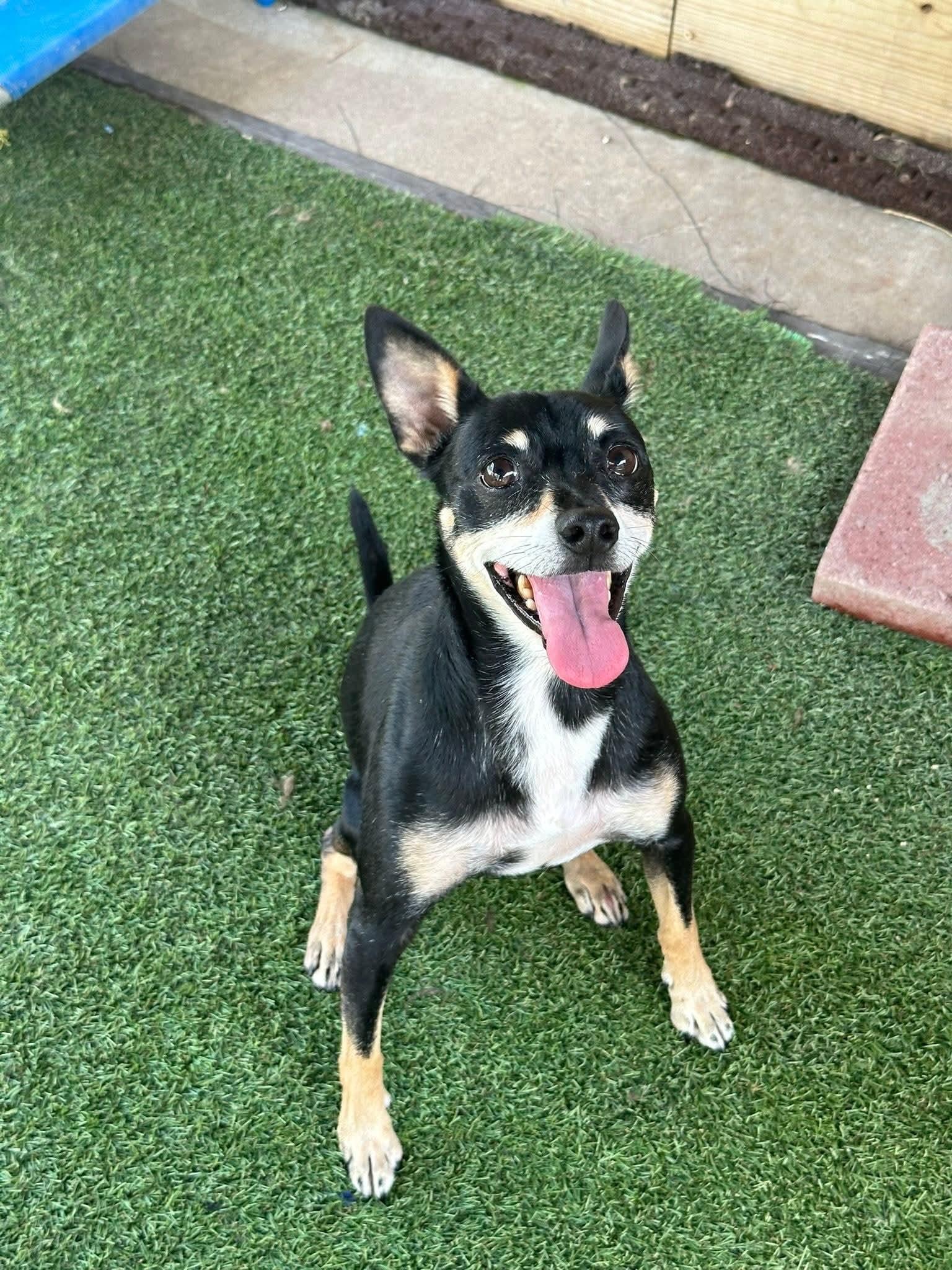 Axel, a Adoptable mixed breed in Amelia, OH image 2/6