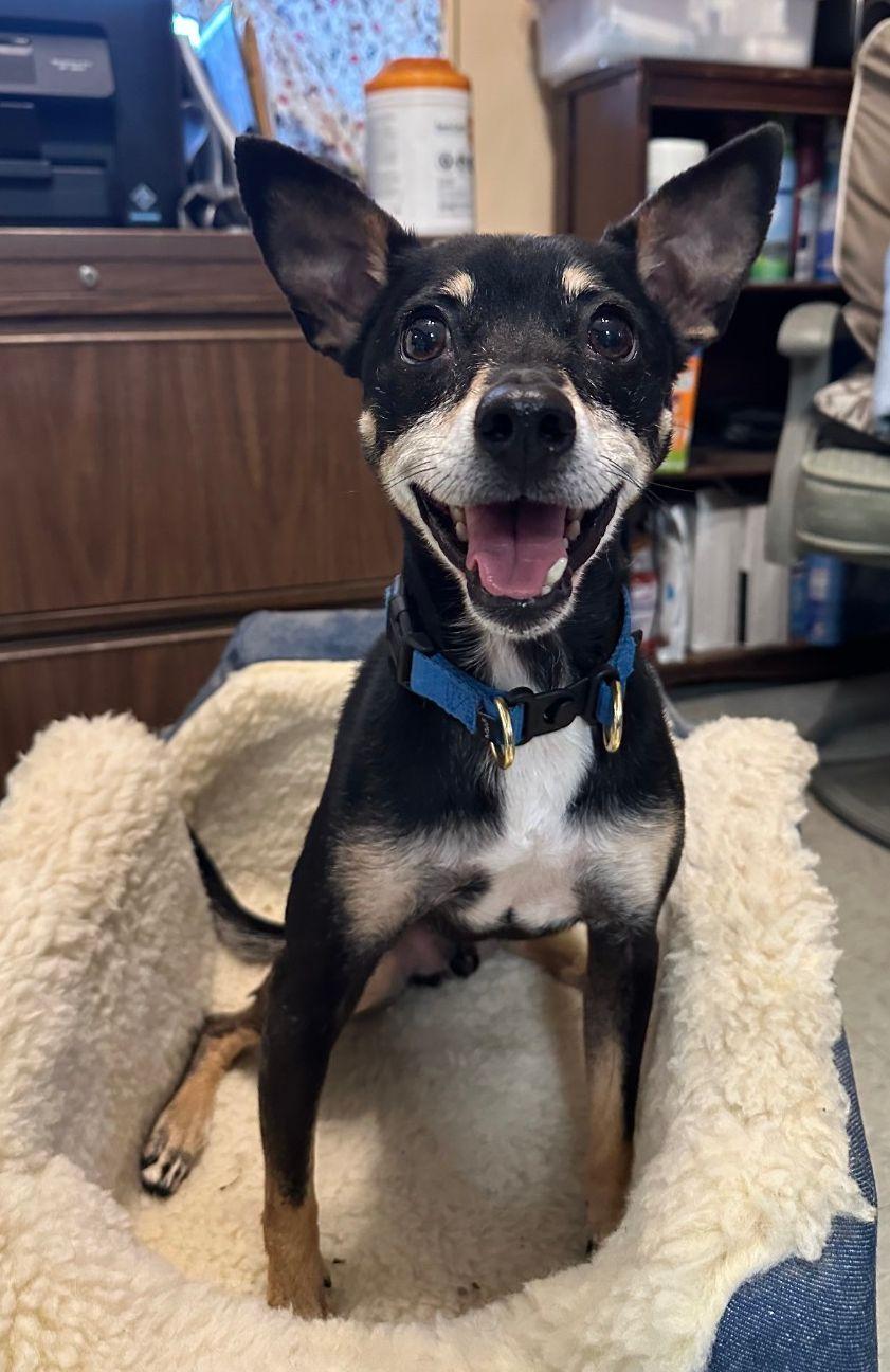 Axel, a Adoptable mixed breed in Amelia, OH image 3/6