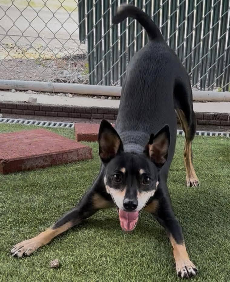 Axel, an adoptable Miniature Pinscher, Manchester Terrier in Amelia, OH, 45102 | Photo Image 1