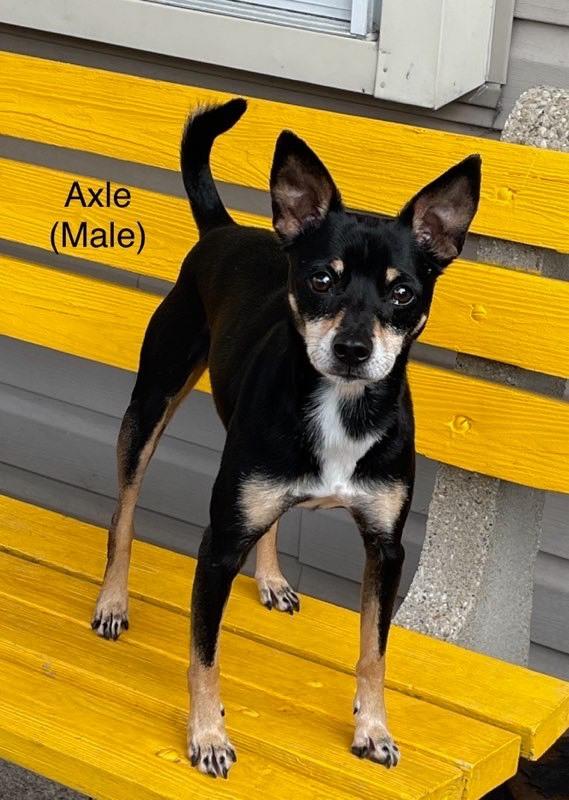 Axel, a Adoptable mixed breed in Amelia, OH image 4/6