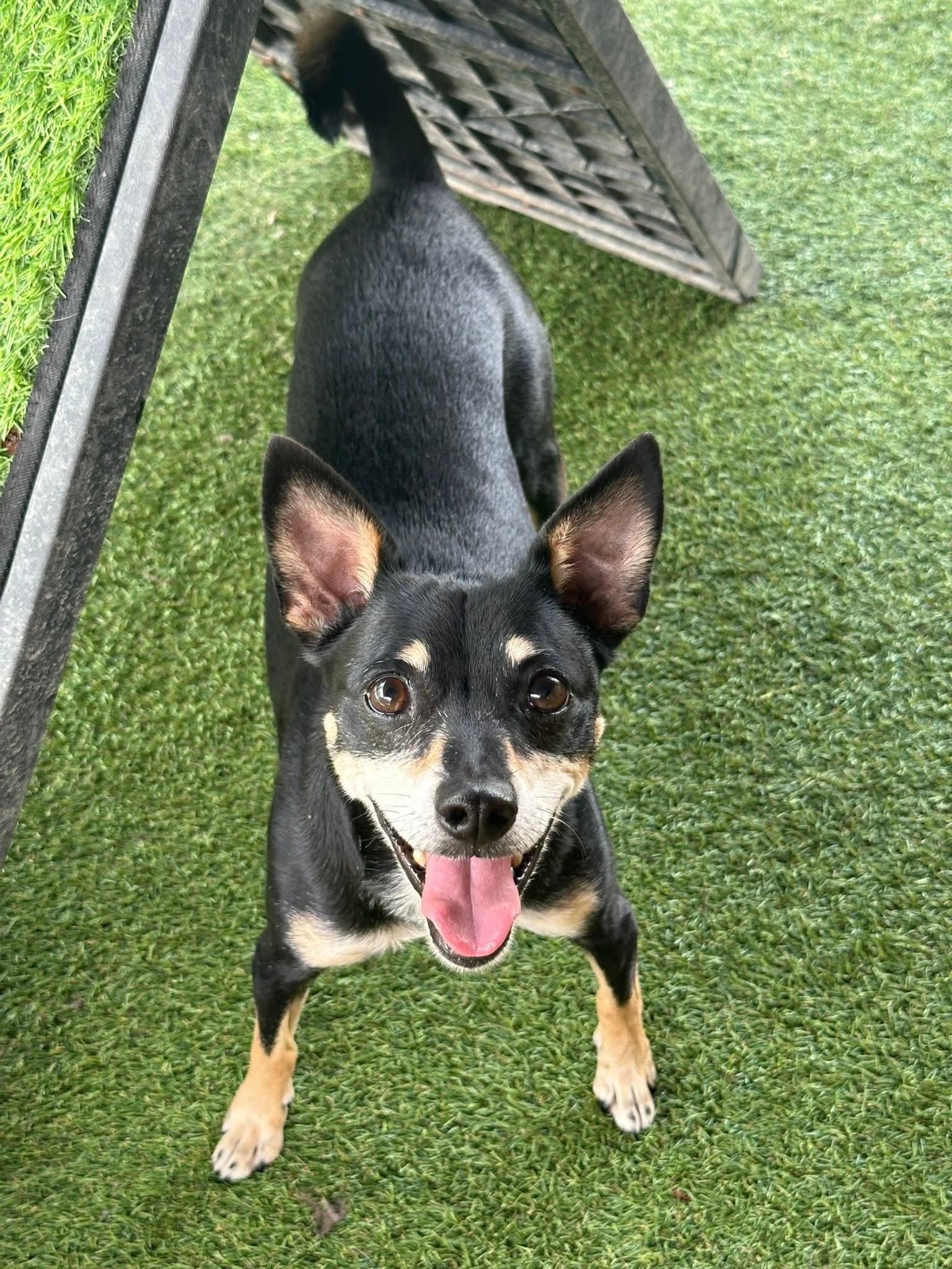 Axel, an adoptable Miniature Pinscher, Manchester Terrier in Amelia, OH, 45102 | Photo Image 5