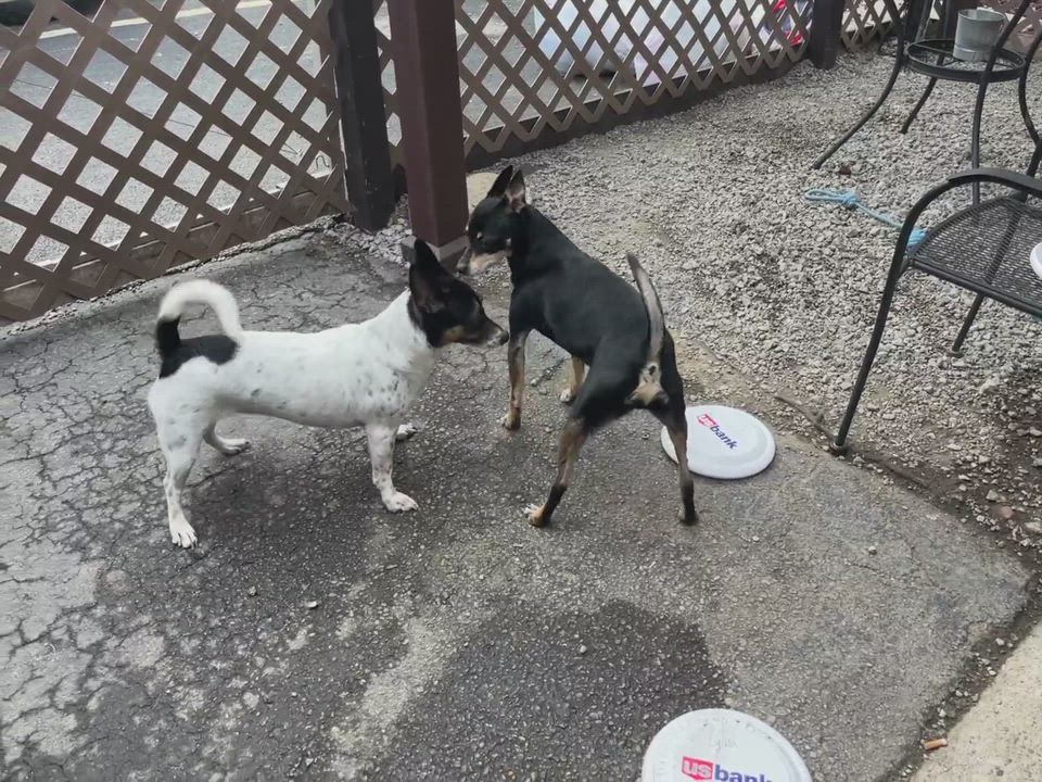 Enlarge Axel, a Adoptable mixed breed in Amelia, OH video 5/6