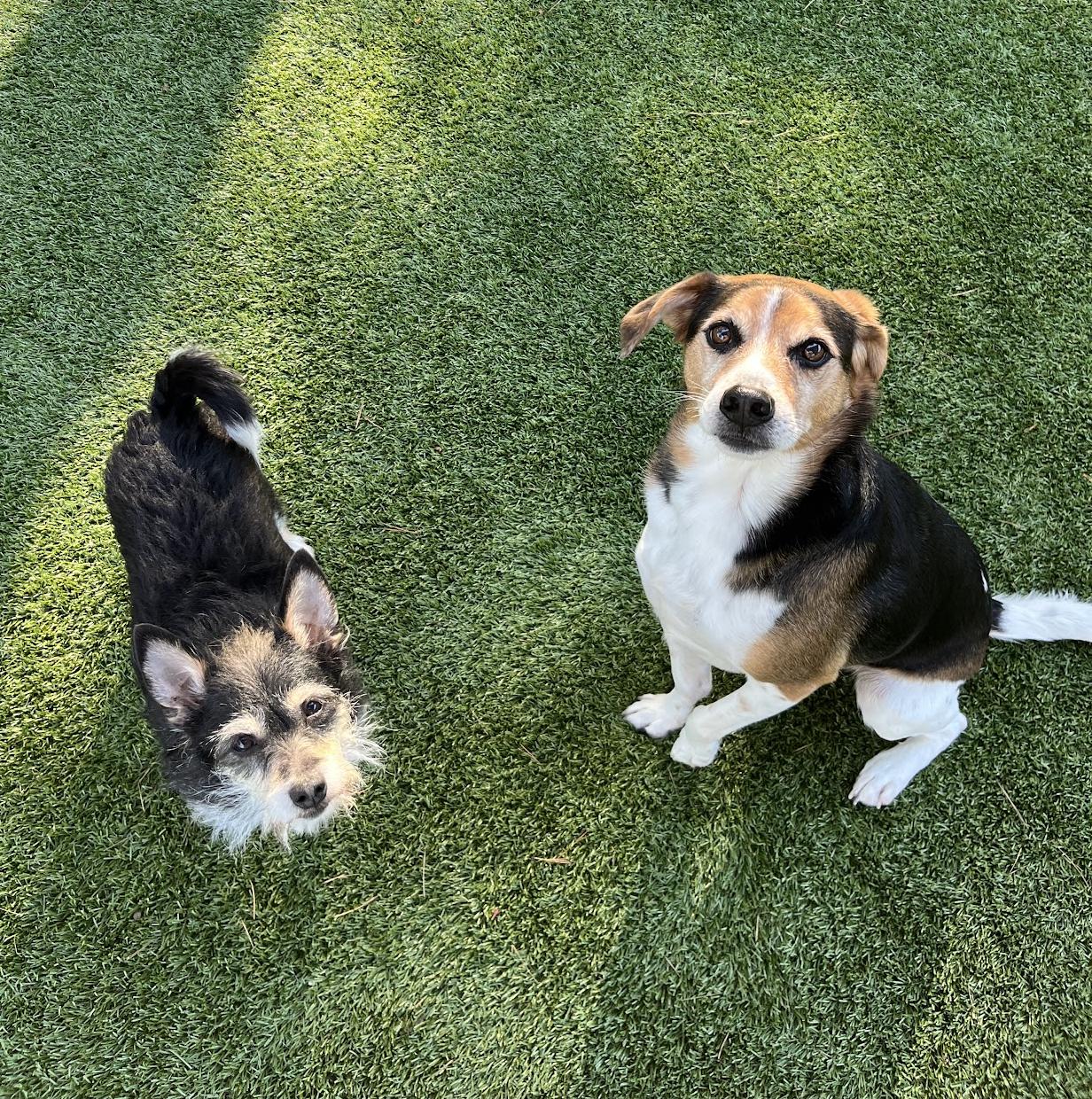 Duke and Rex, a Adoptable Beagle in Salisbury, NC image 5/7