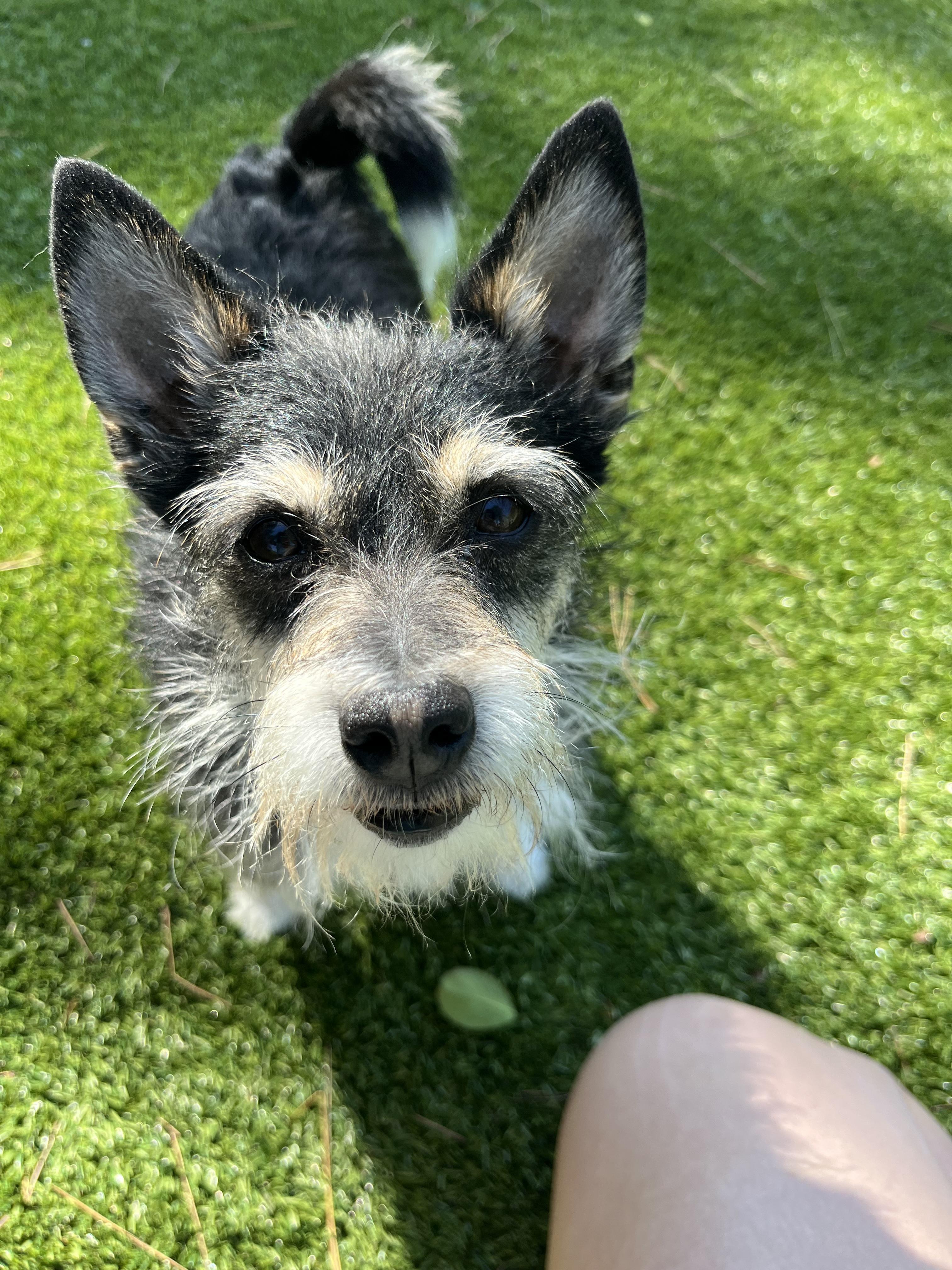 Duke and Rex, Adoptable, Adult Male Beagle.