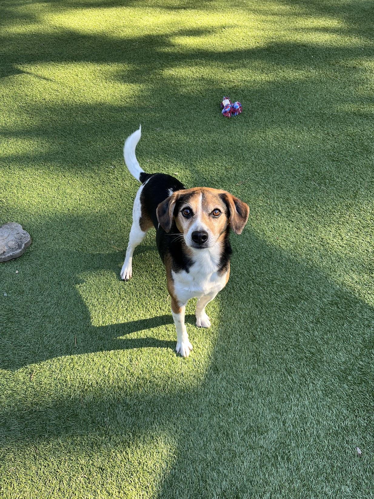 Enlarge Duke and Rex, a Adoptable Beagle in Salisbury, NC image 7/7