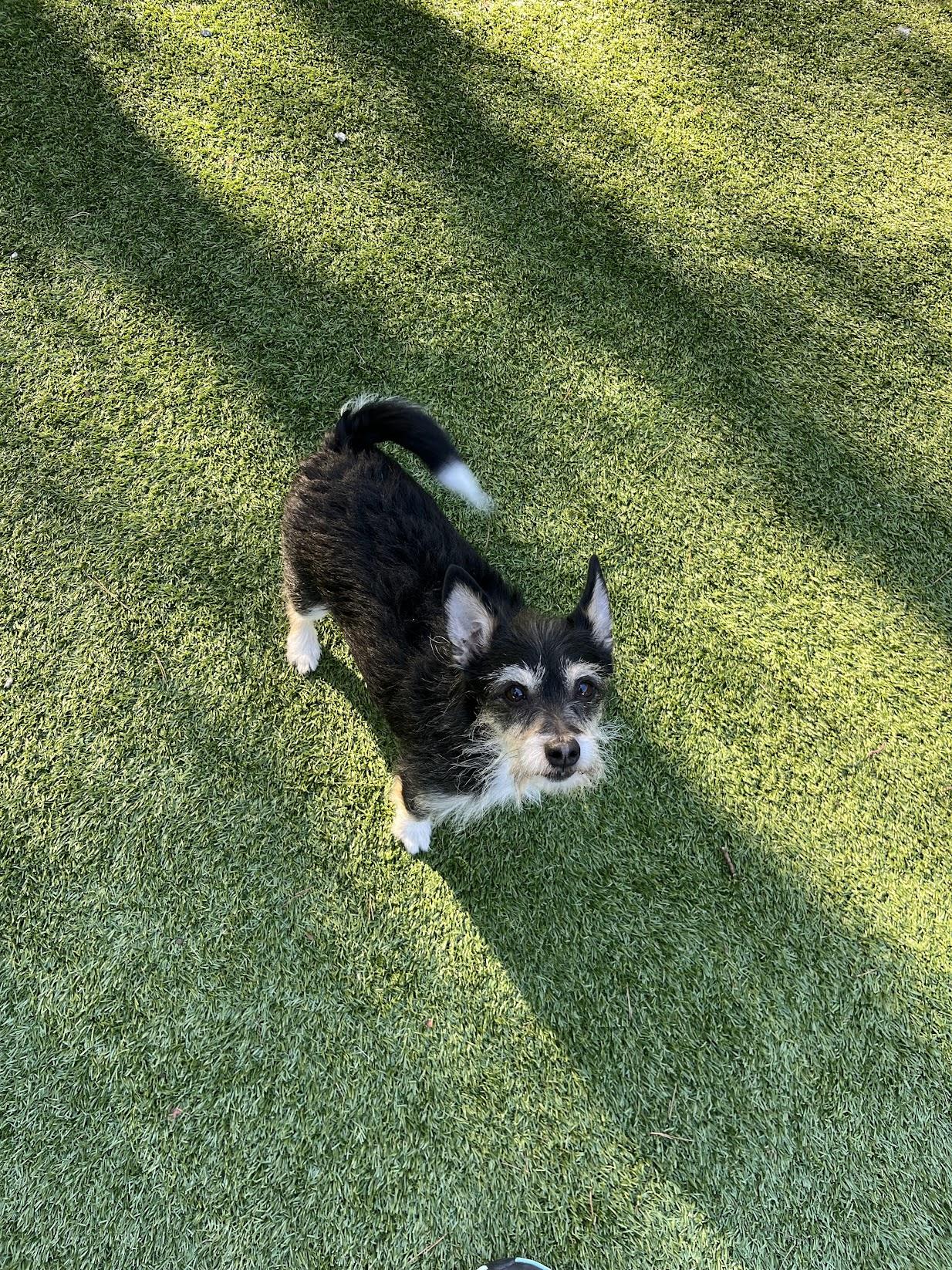 Duke and Rex, a Adoptable Beagle in Salisbury, NC image 6/7