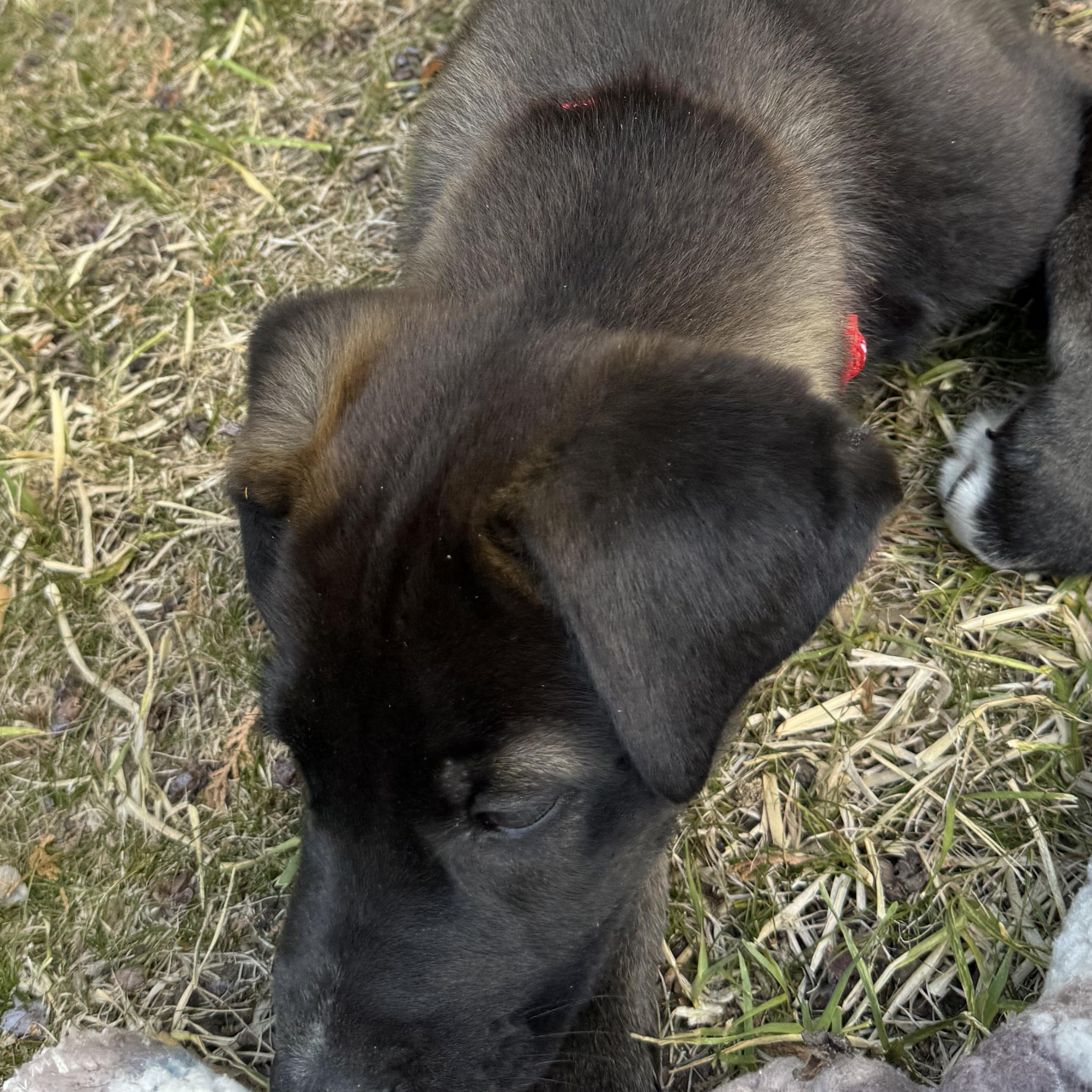 Enlarge Jalen, an adopted mixed breed in Van Nuys, CA image 4/6